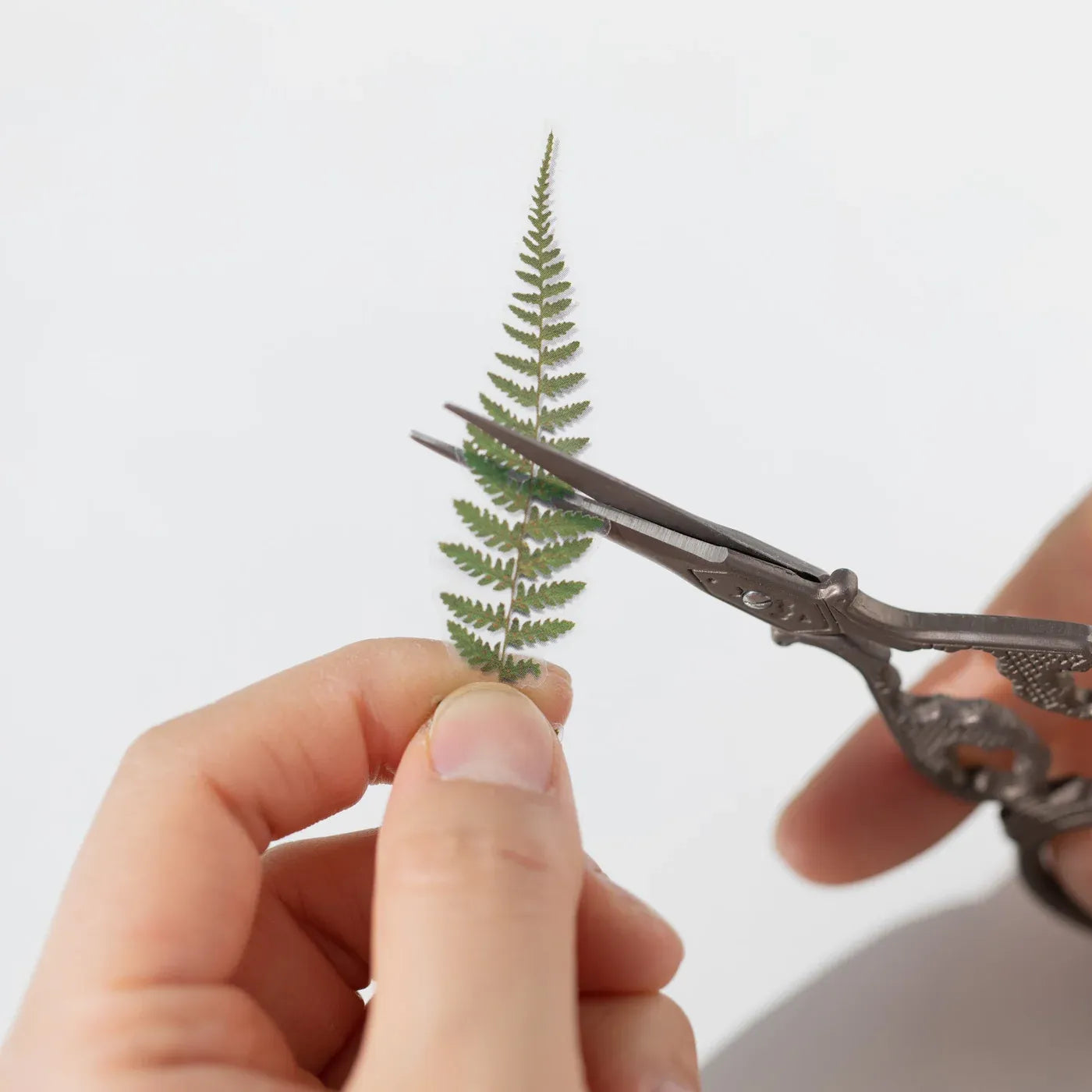 Bracken Fern Pressed Flower Sticker Sheet