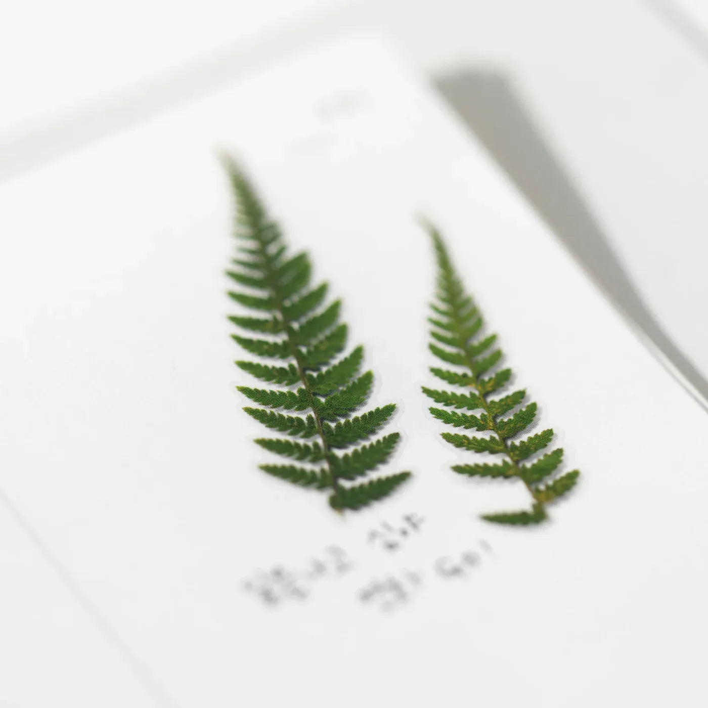 Bracken Fern Pressed Flower Sticker Sheet