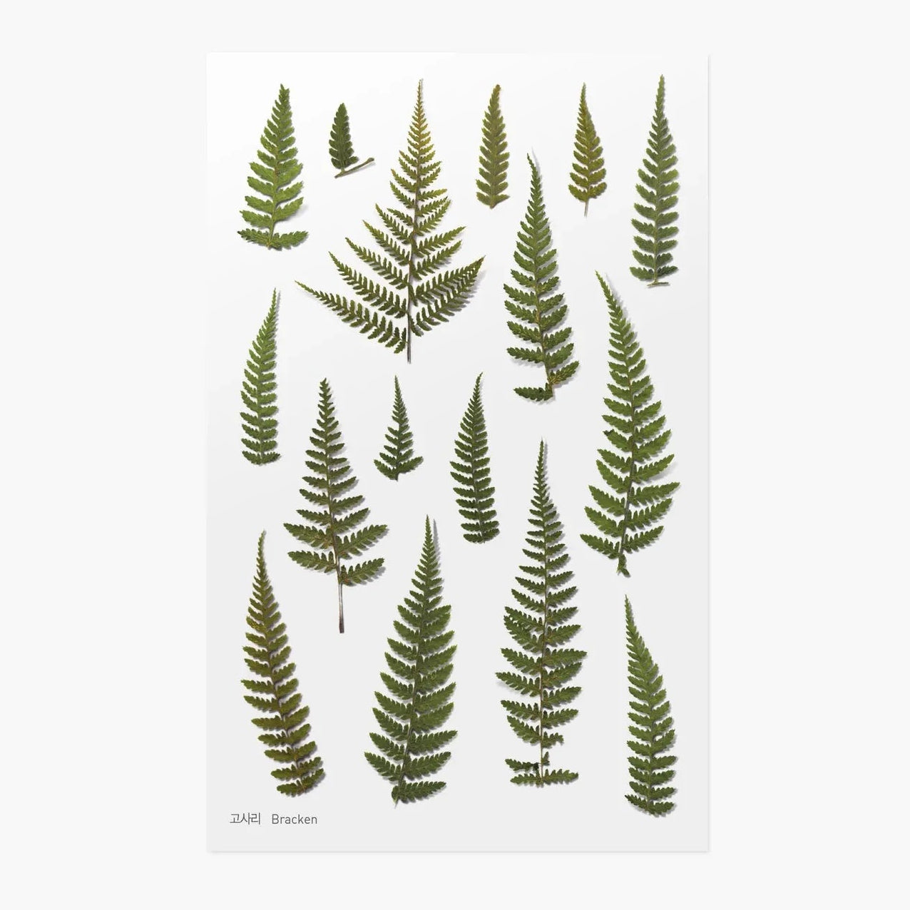 Set of green fern leaf stickers on a white background