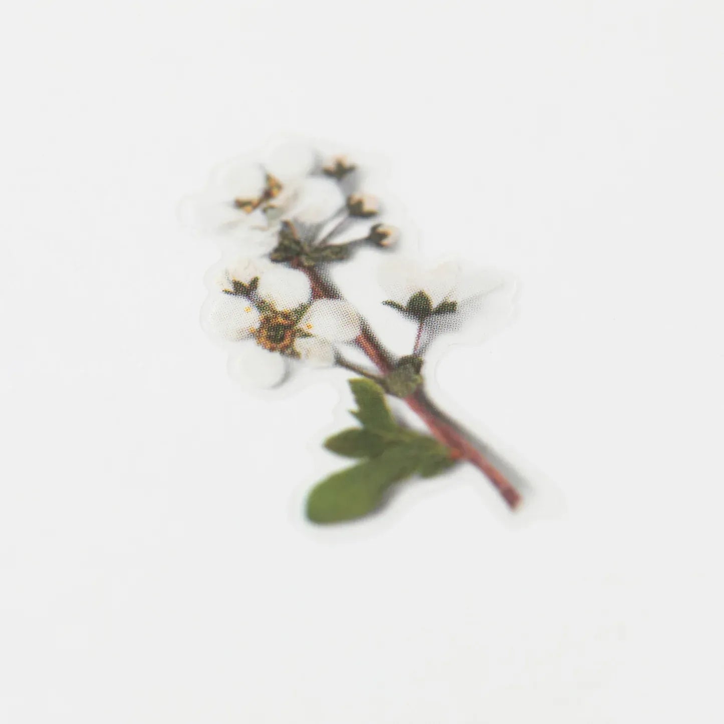 Bridal Wreath Pressed Flower Sticker Sheet