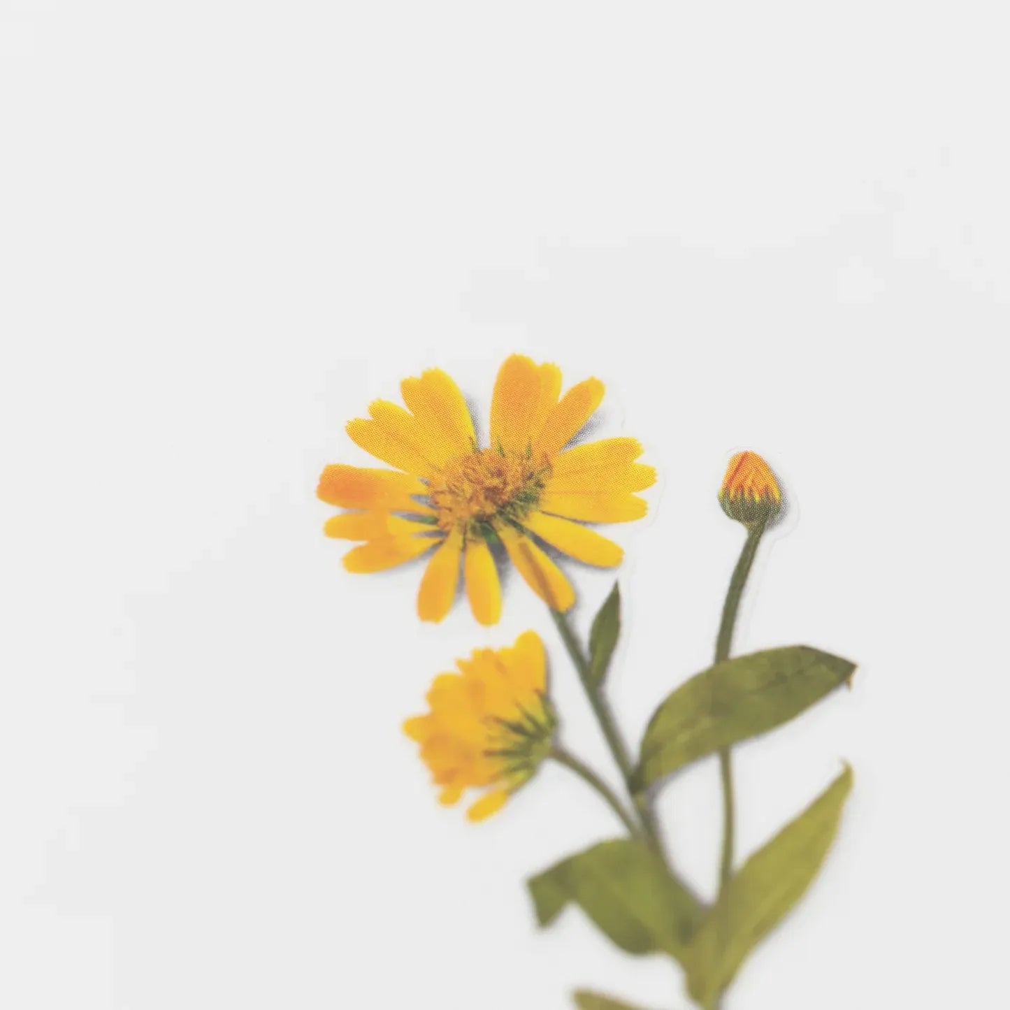 Calendula Pressed Flower Sticker Sheet