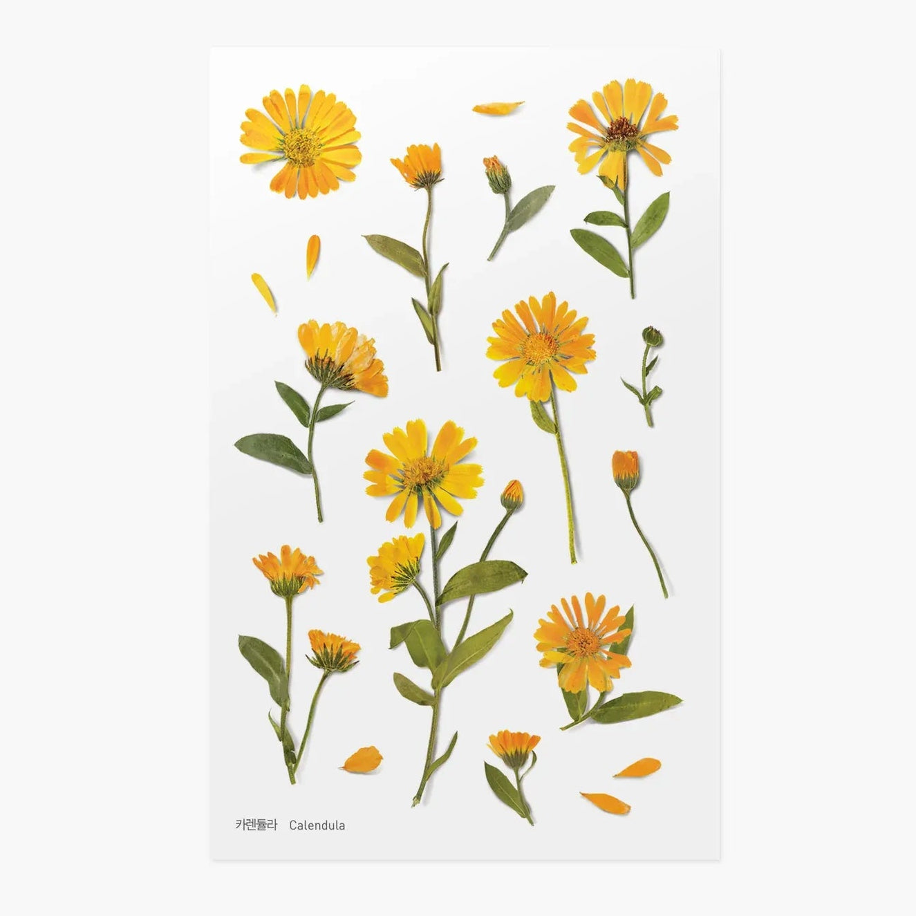 Yellow flowers with green leaves on a white background
