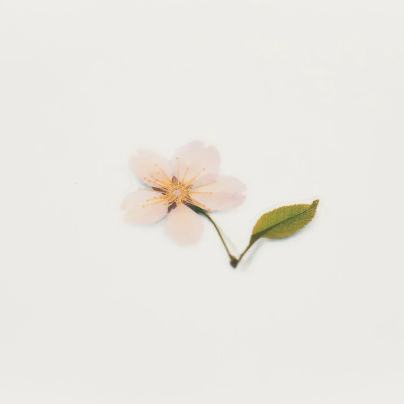 Cherry Blossom Pressed Flower Sticker Sheet