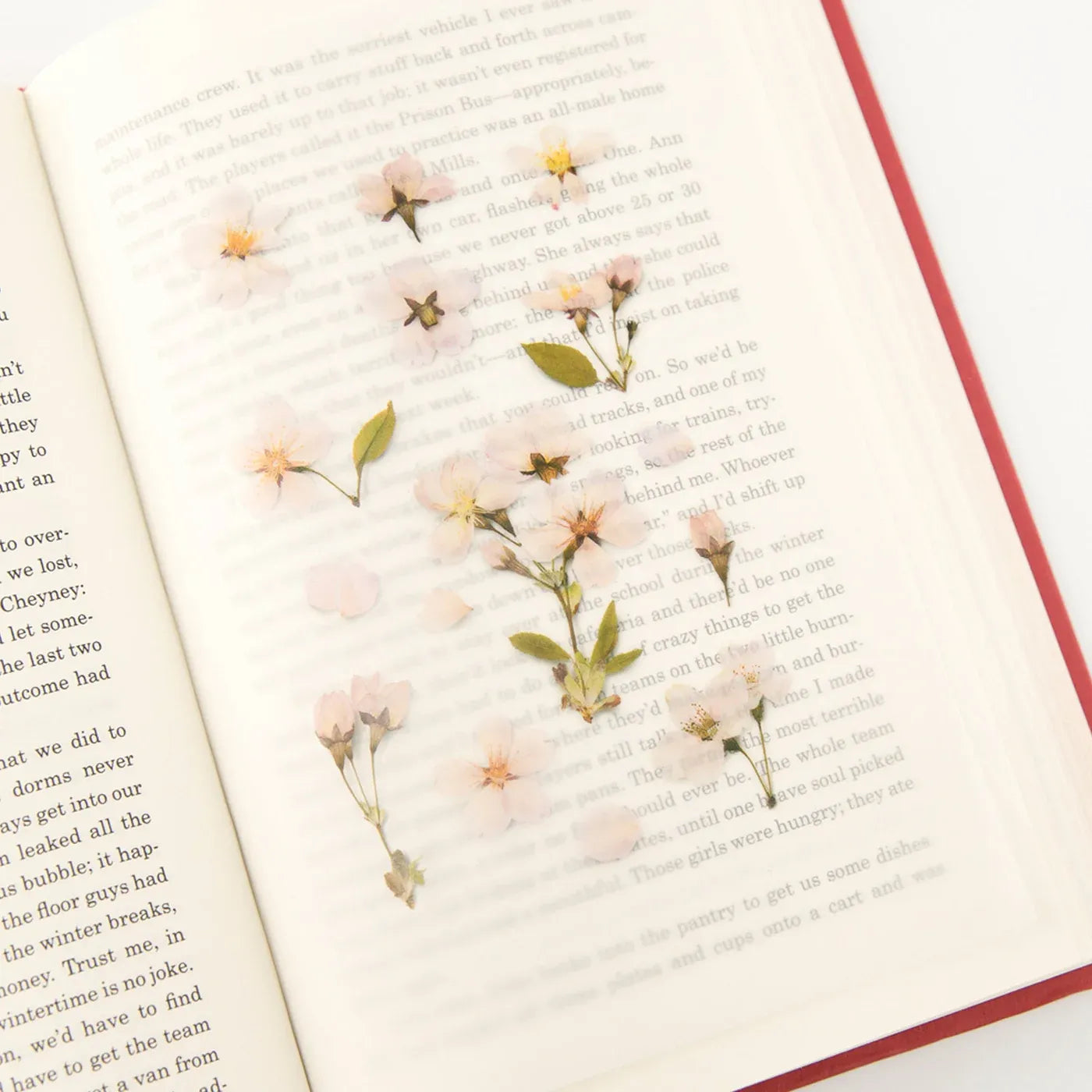 Cherry Blossom Pressed Flower Sticker Sheet