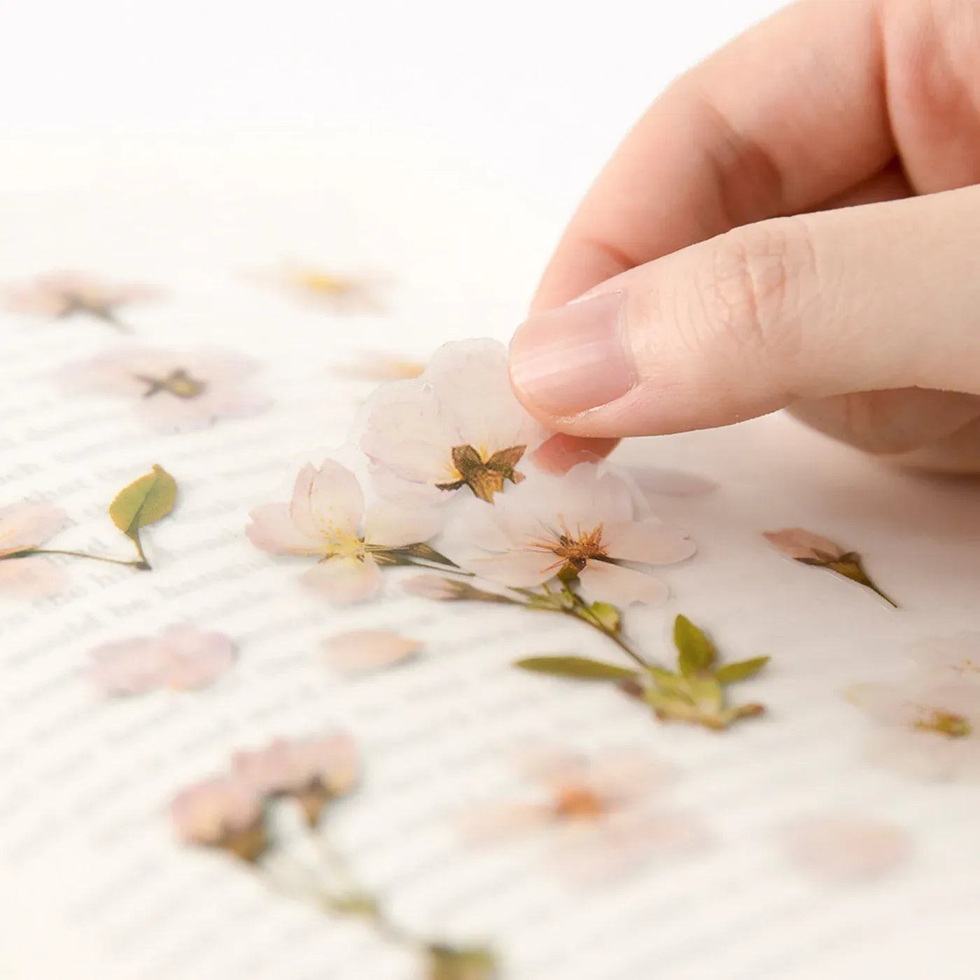 Cherry Blossom Pressed Flower Sticker Sheet