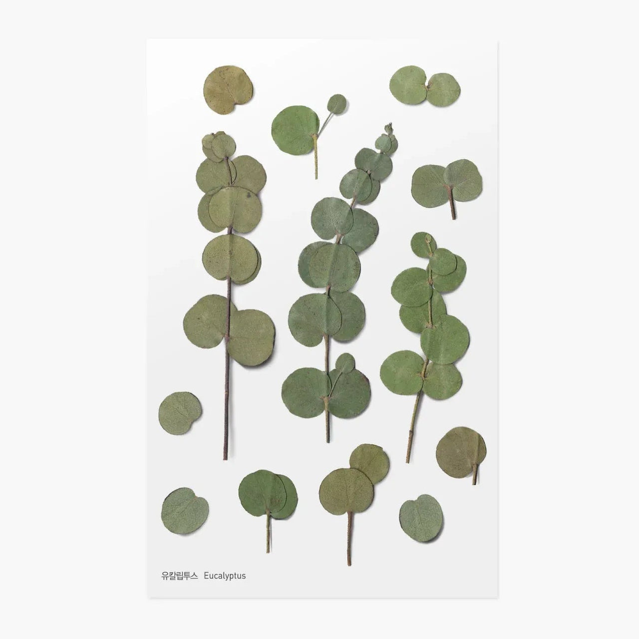 Eucalyptus Pressed Flower Sticker Sheet