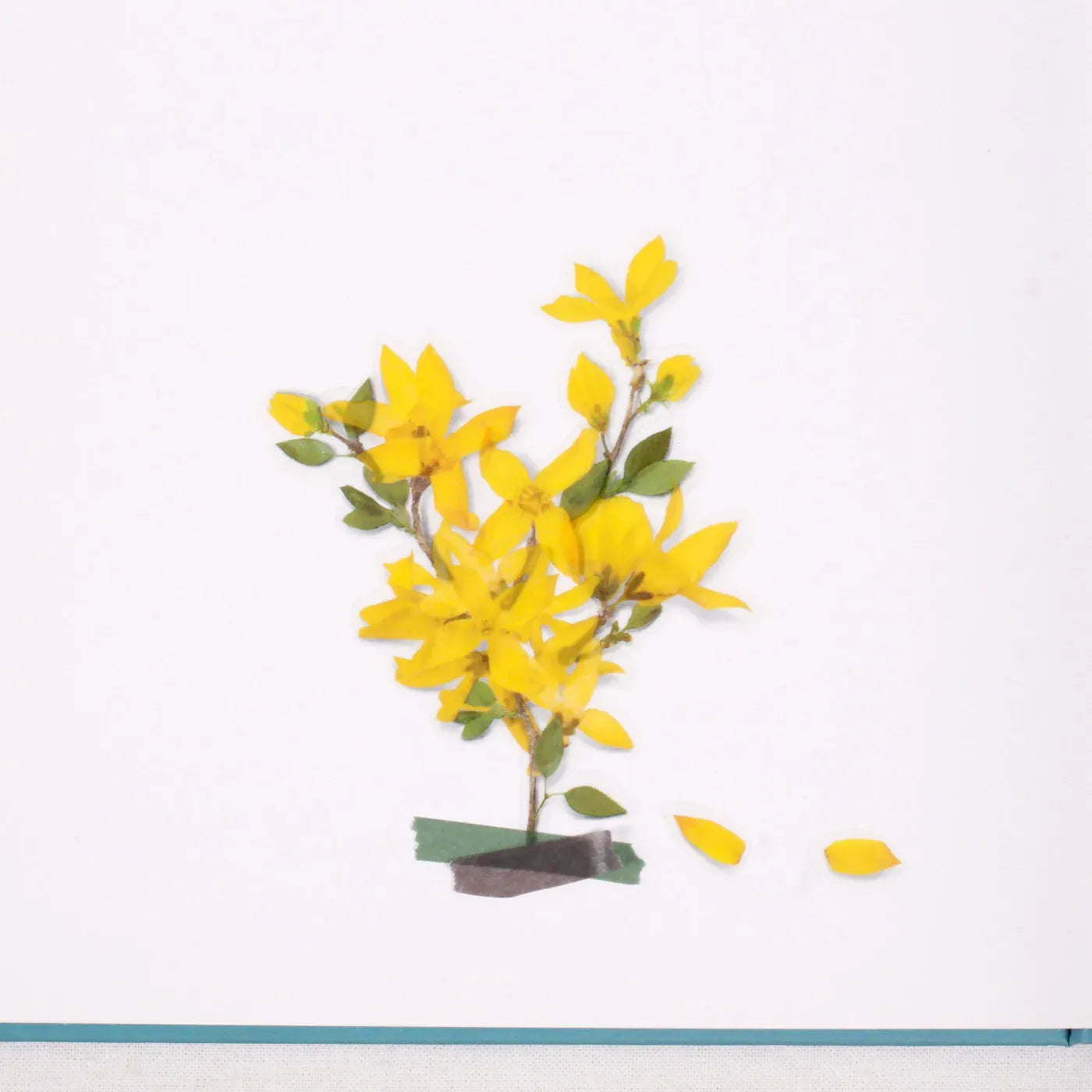 Forsythia Pressed Flower Sticker Sheet