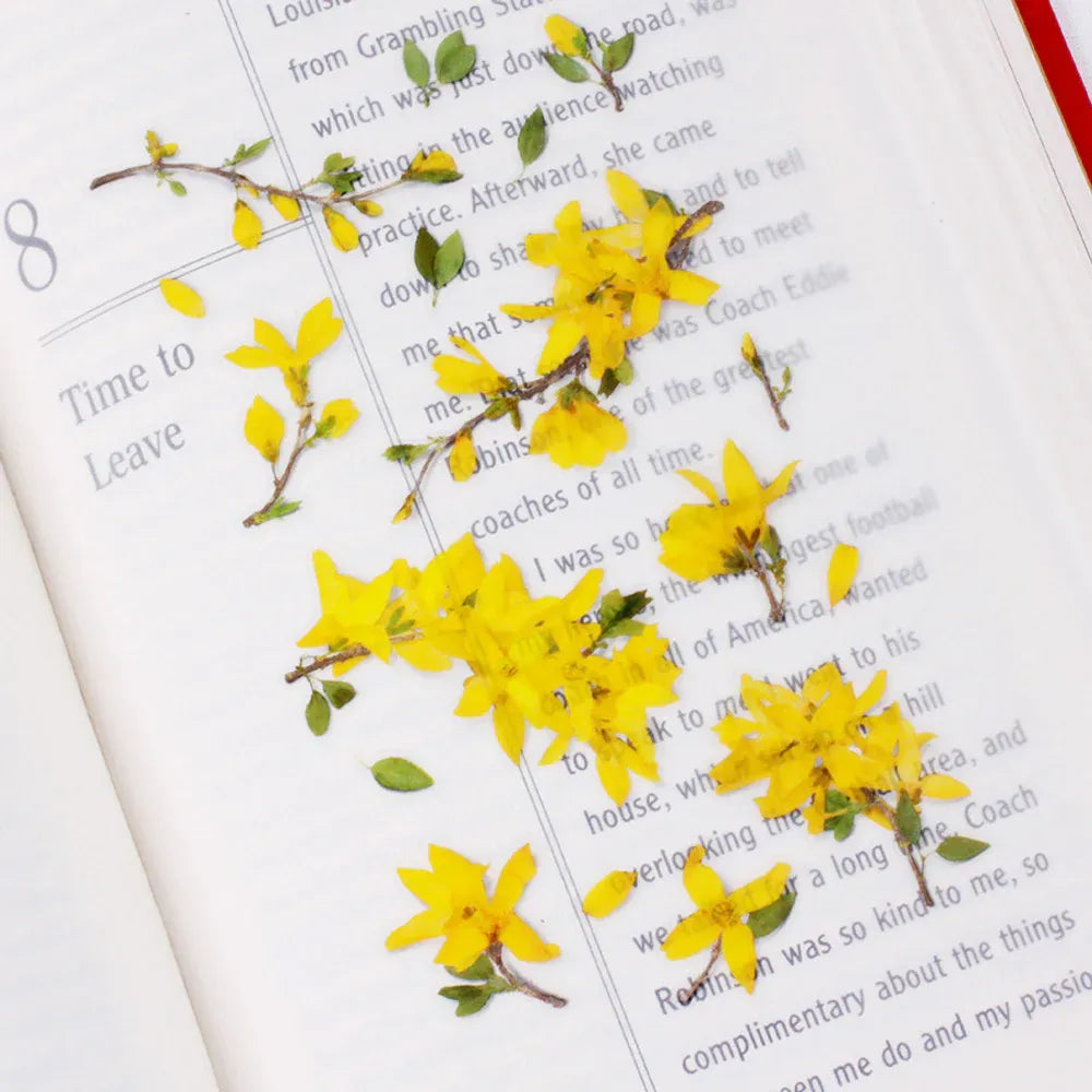 Forsythia Pressed Flower Sticker Sheet