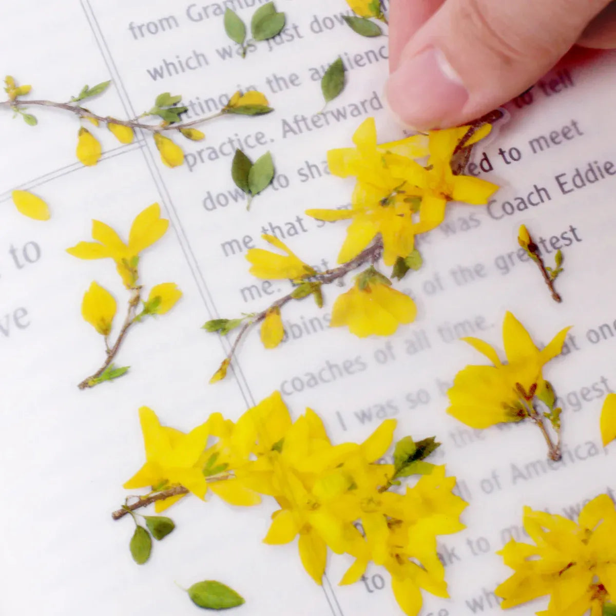 Forsythia Pressed Flower Sticker Sheet