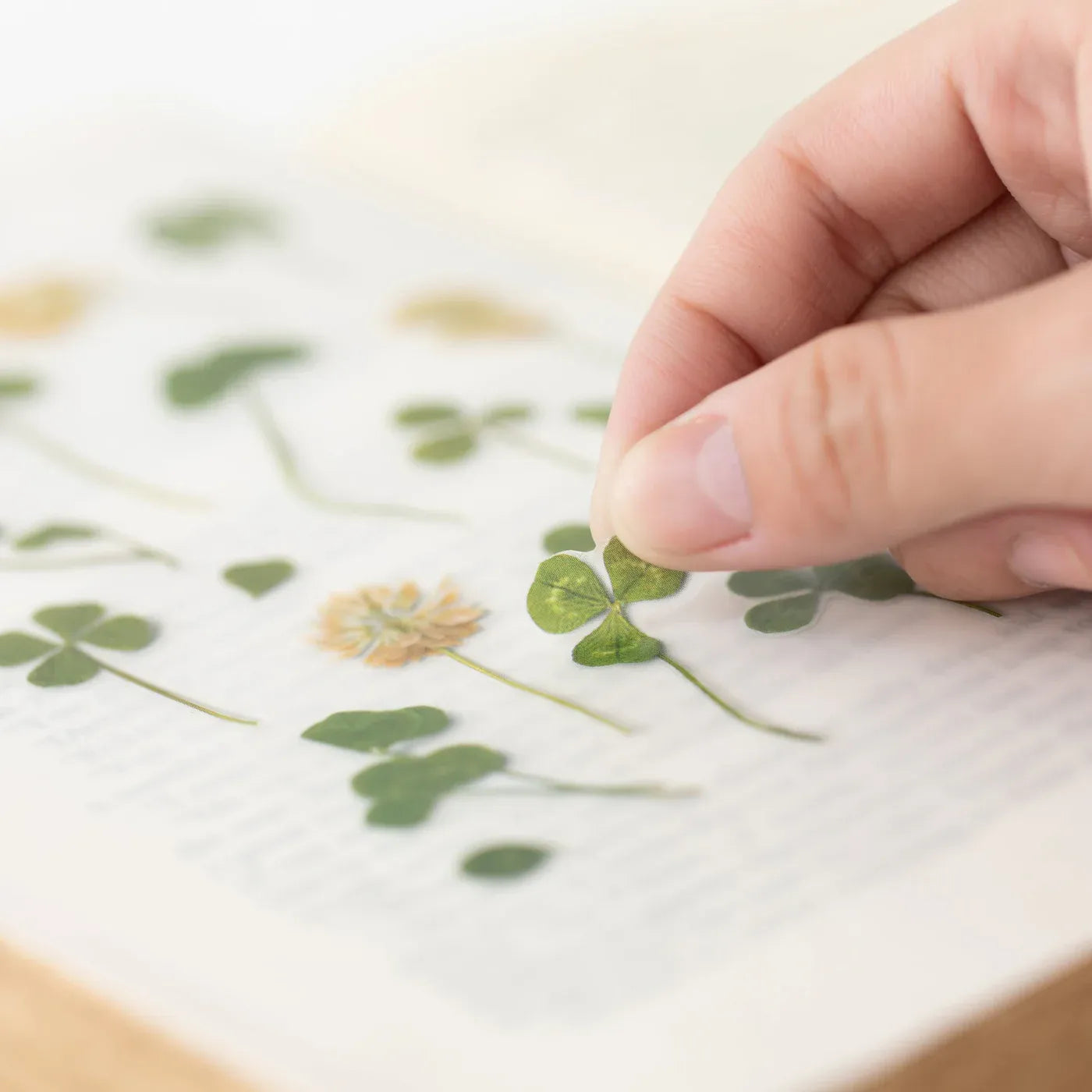 Four Leaf Clover Pressed Flower Sticker Sheet