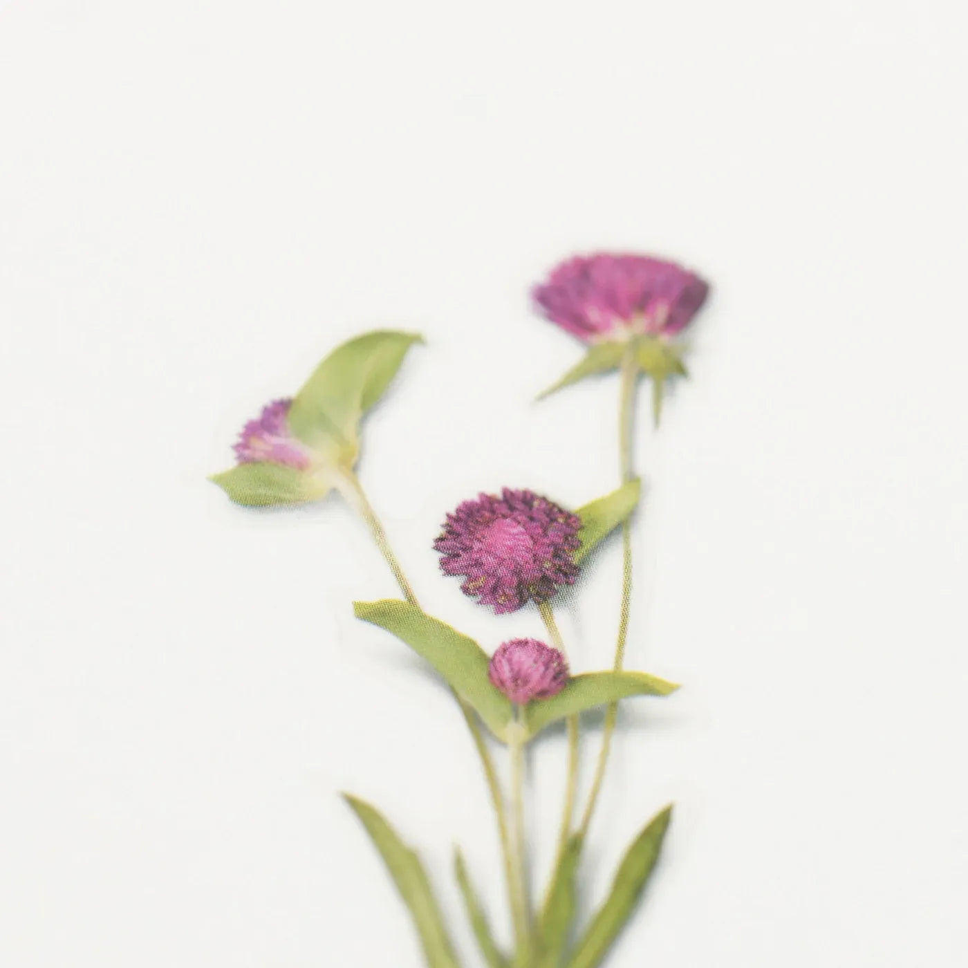Globe Amaranth Pressed Flower Sticker Sheet