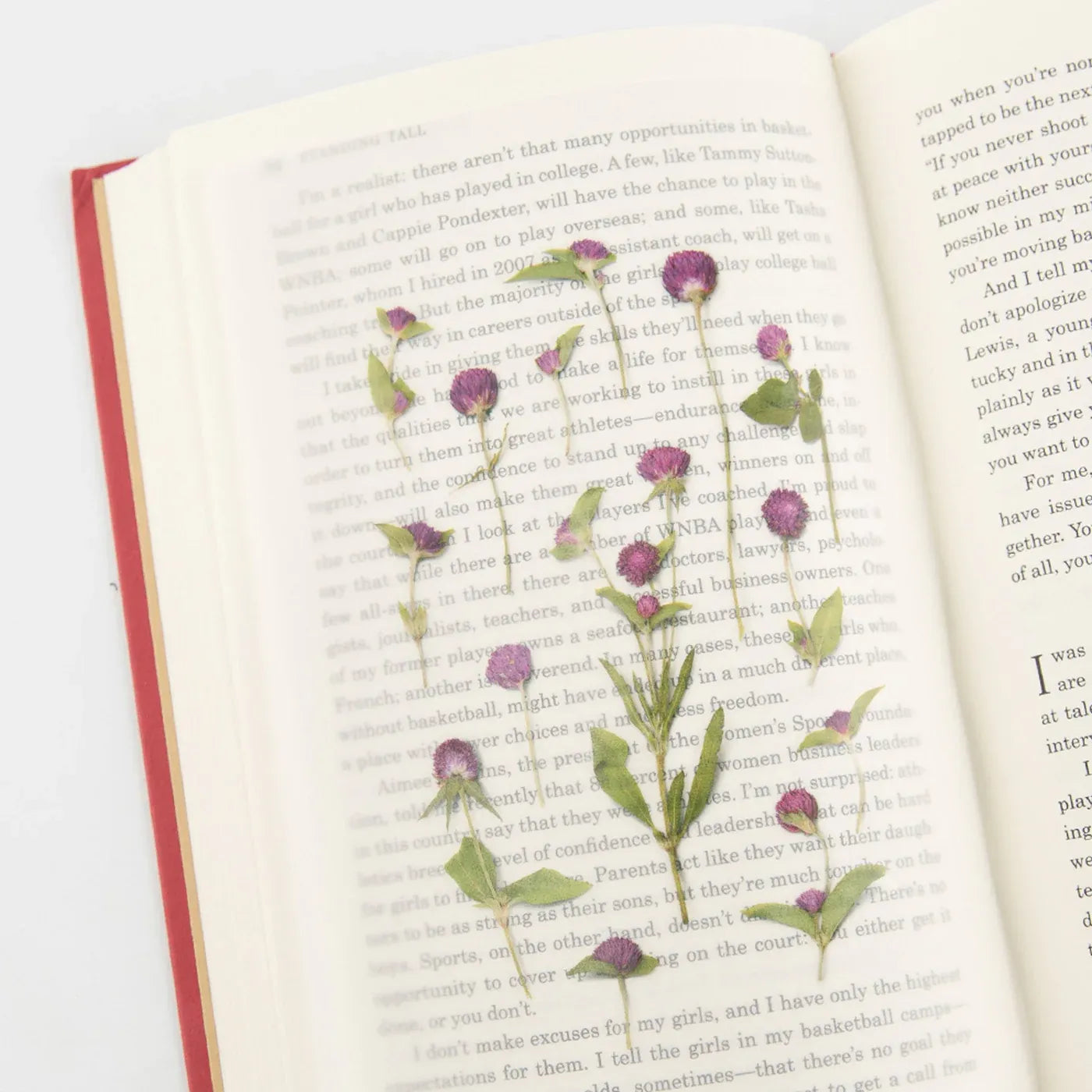 Globe Amaranth Pressed Flower Sticker Sheet