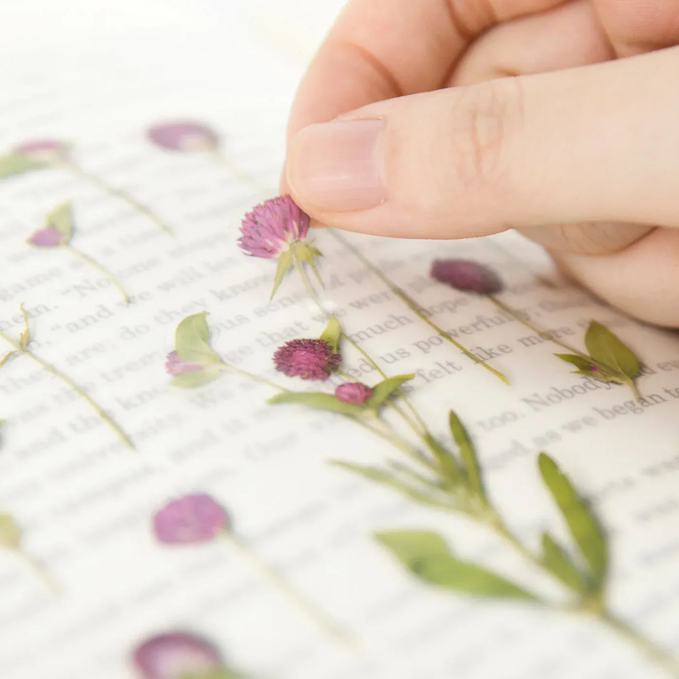 Globe Amaranth Pressed Flower Sticker Sheet
