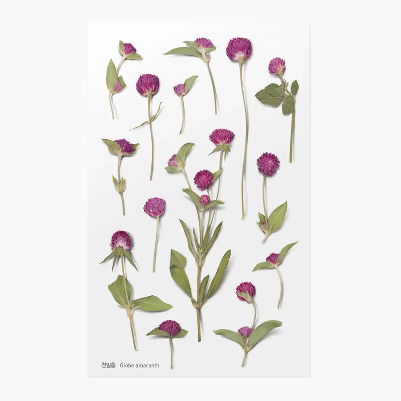 Globe Amaranth Pressed Flower Sticker Sheet