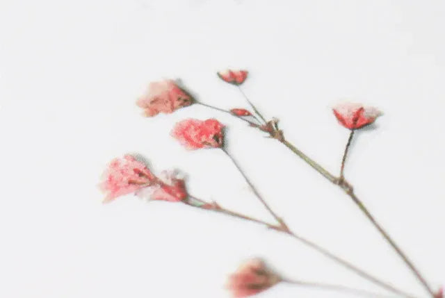 Gypsophila Baby's Breath Pressed Flower Sticker Sheet