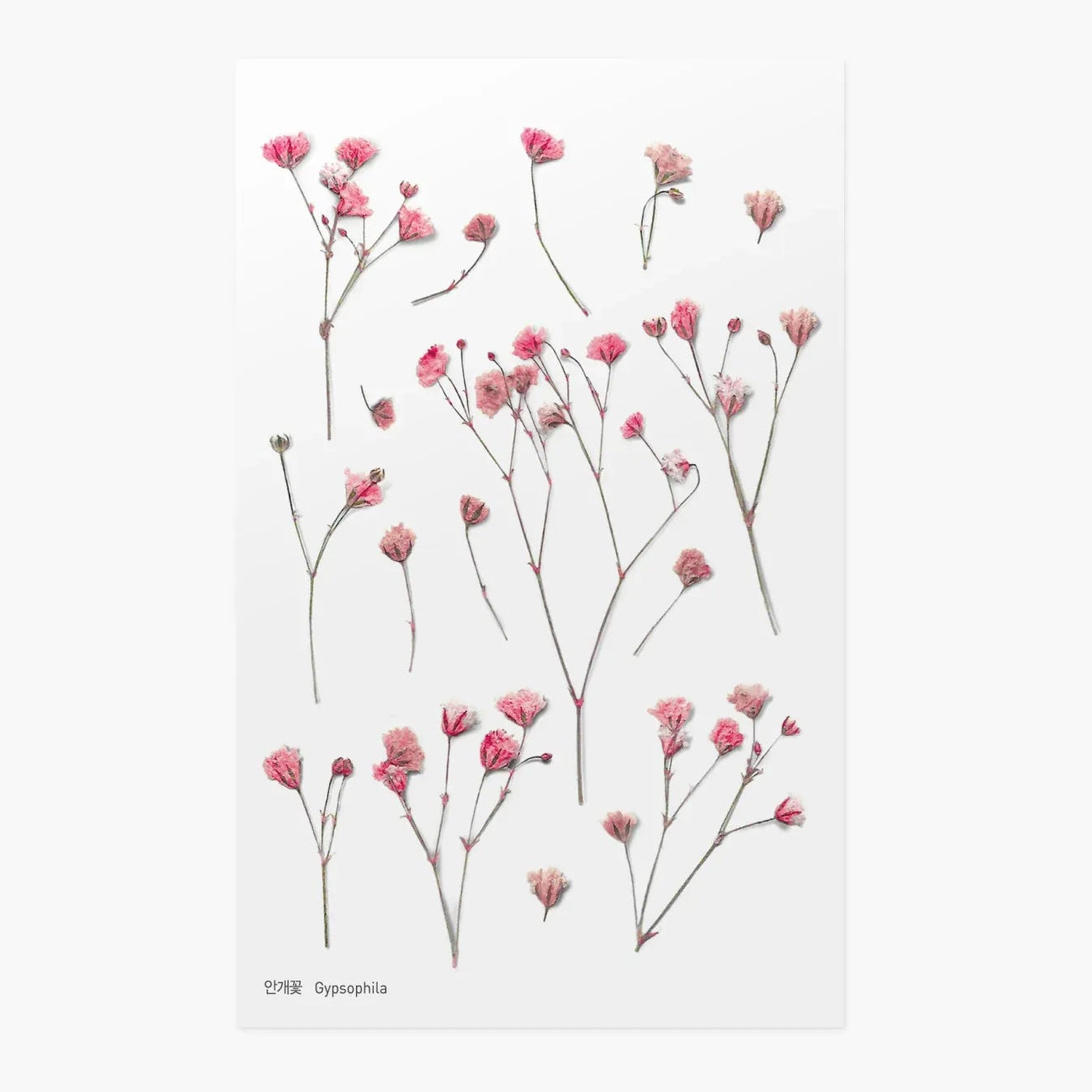 Gypsophila Baby's Breath Pressed Flower Sticker Sheet