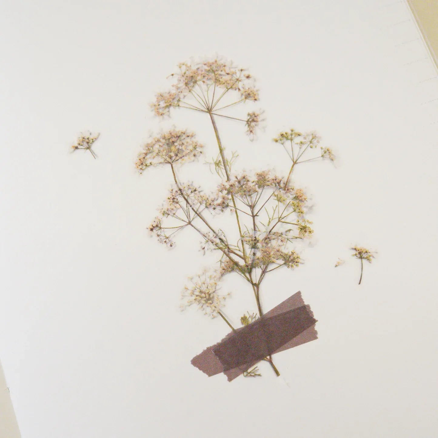 Lace Flower Pressed Flower Sticker Sheet
