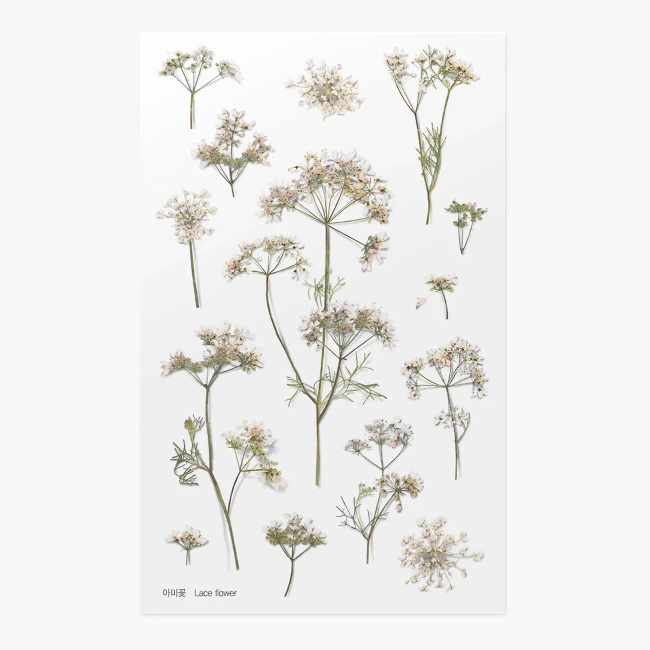 Illustration of lace flowers on a white background