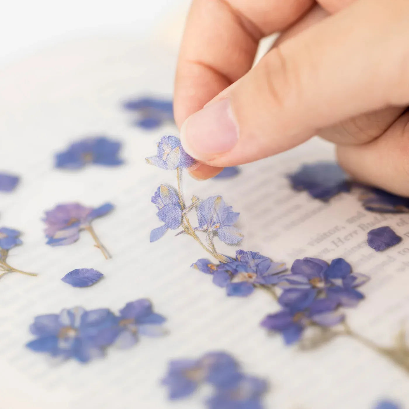 Larkspur Pressed Flower Sticker Sheet