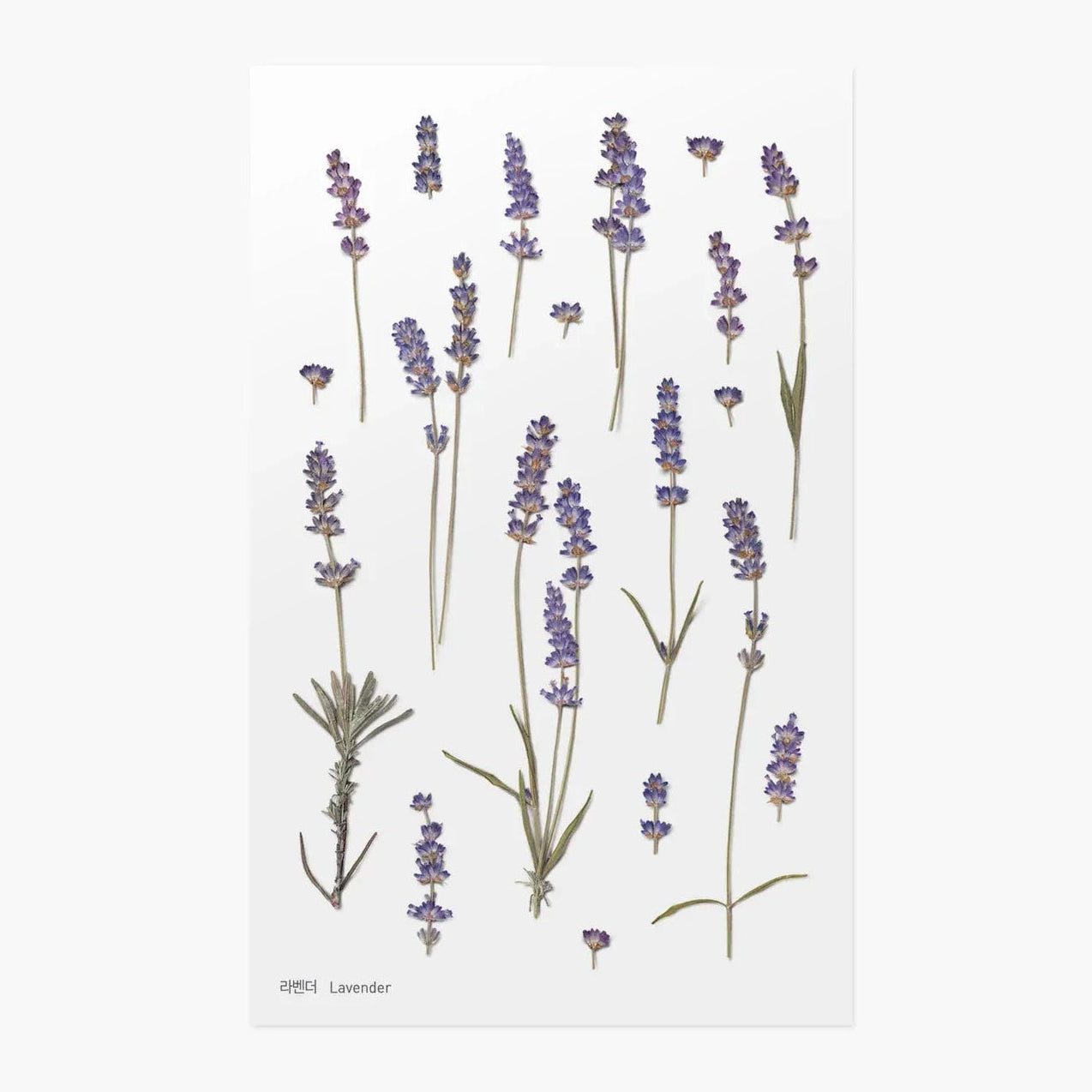 Lavender Pressed Flower Sticker Sheet