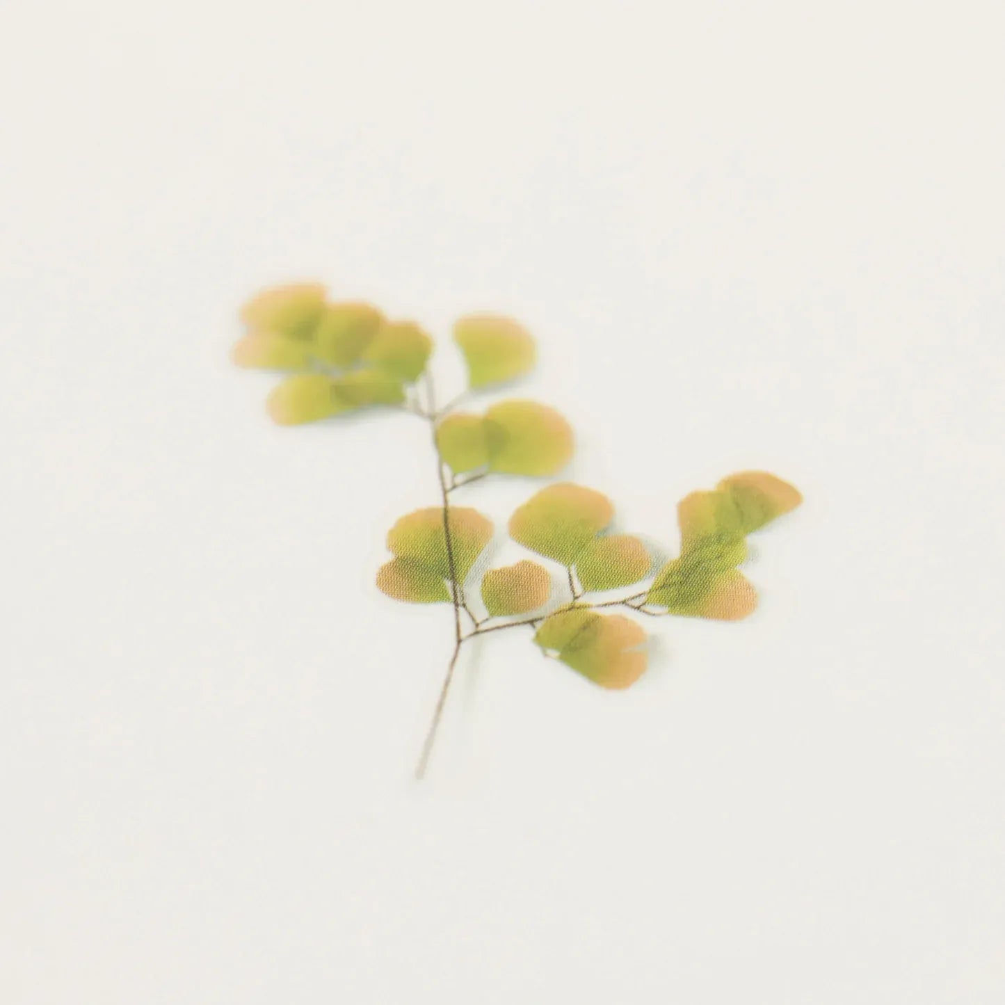 Maidenhair Fern (Adiantum) Pressed Flower Sticker Sheet