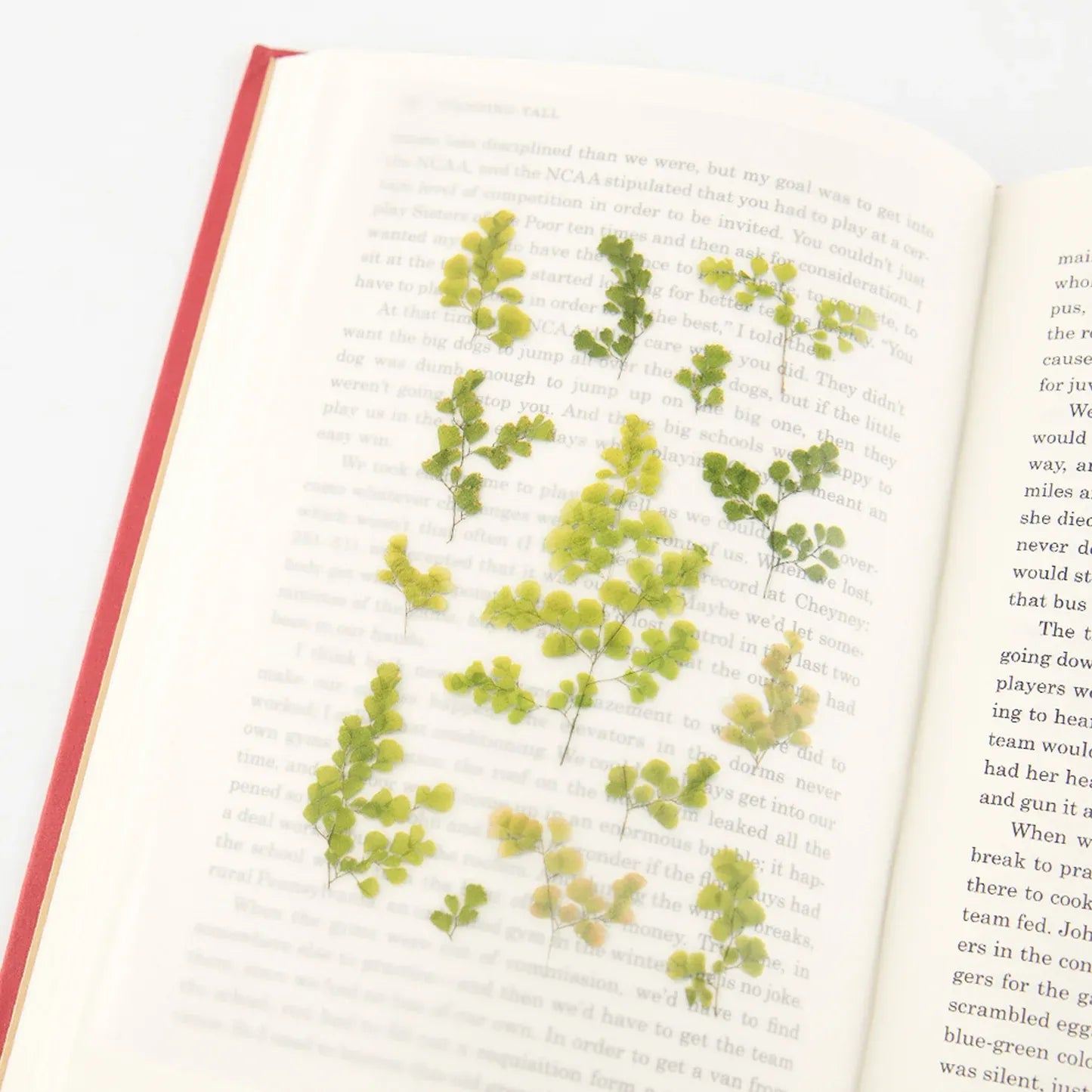 Maidenhair Fern (Adiantum) Pressed Flower Sticker Sheet