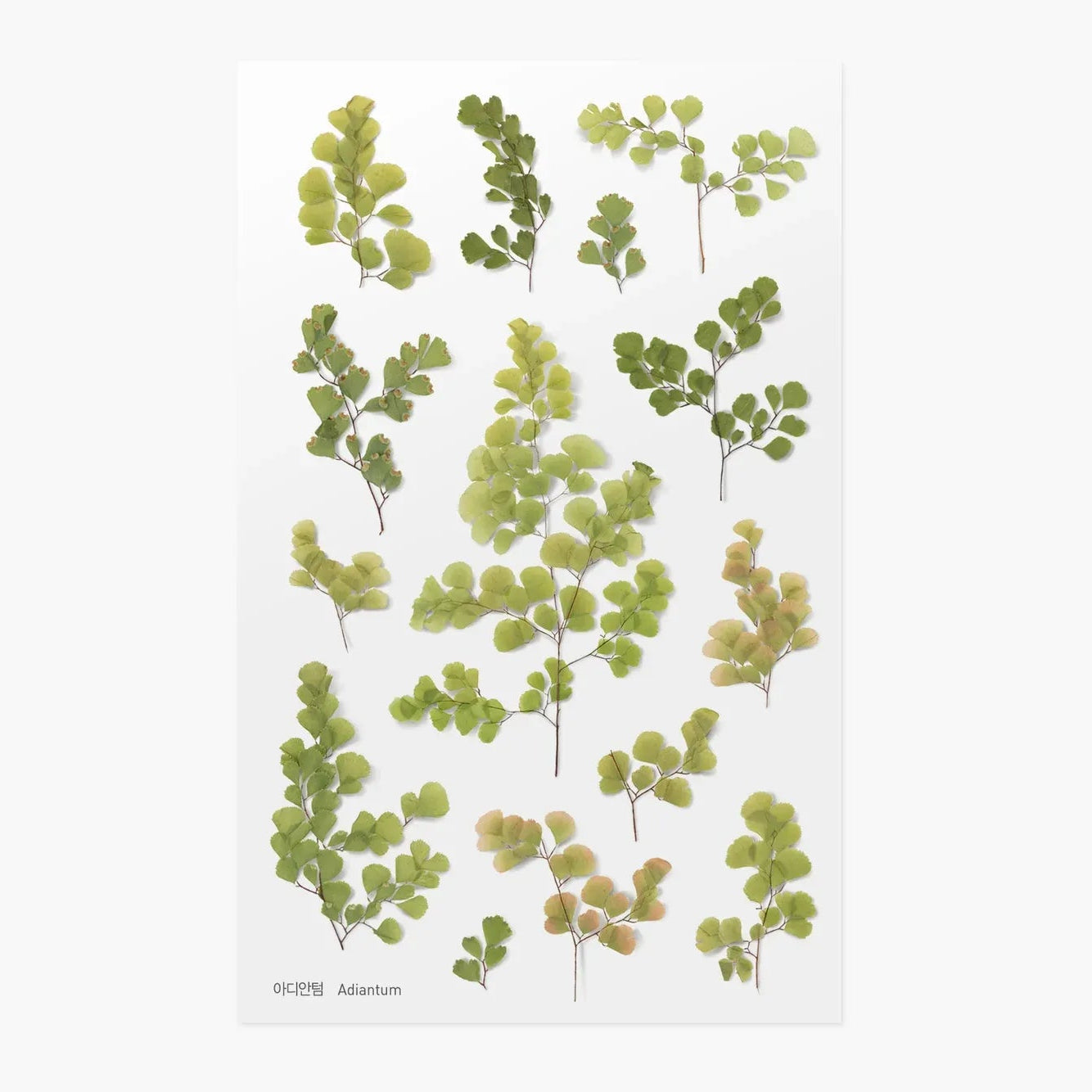 Set of green leafy stickers on a white background