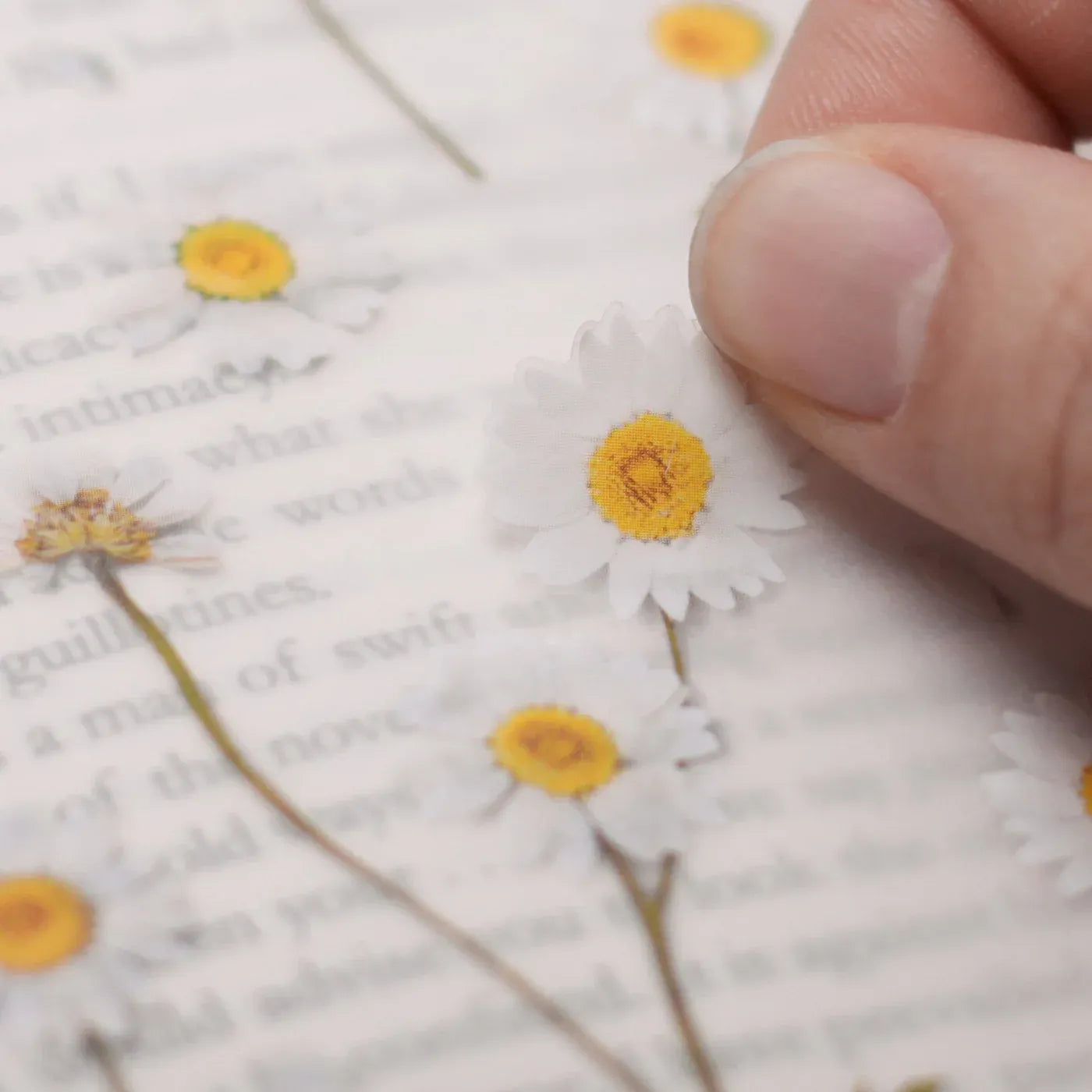 Marguerite Daisy Pressed Flower Sticker Sheet