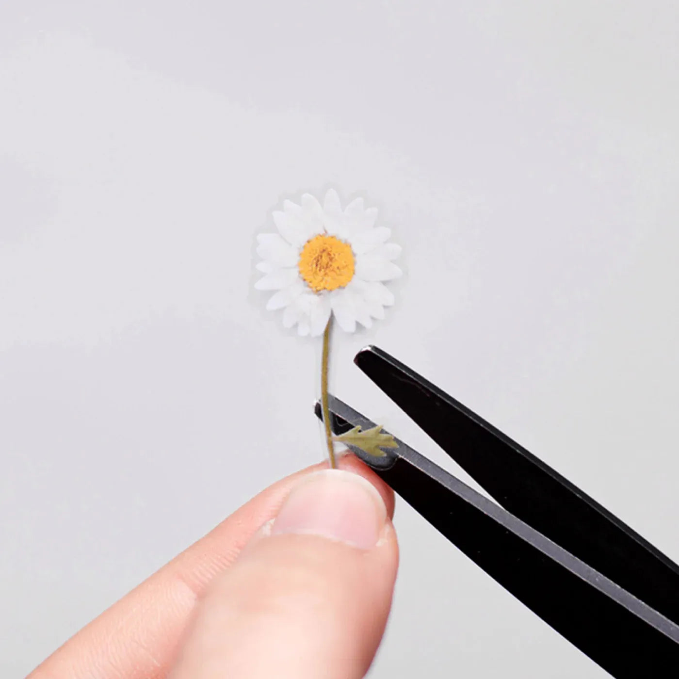 Marguerite Daisy Pressed Flower Sticker Sheet