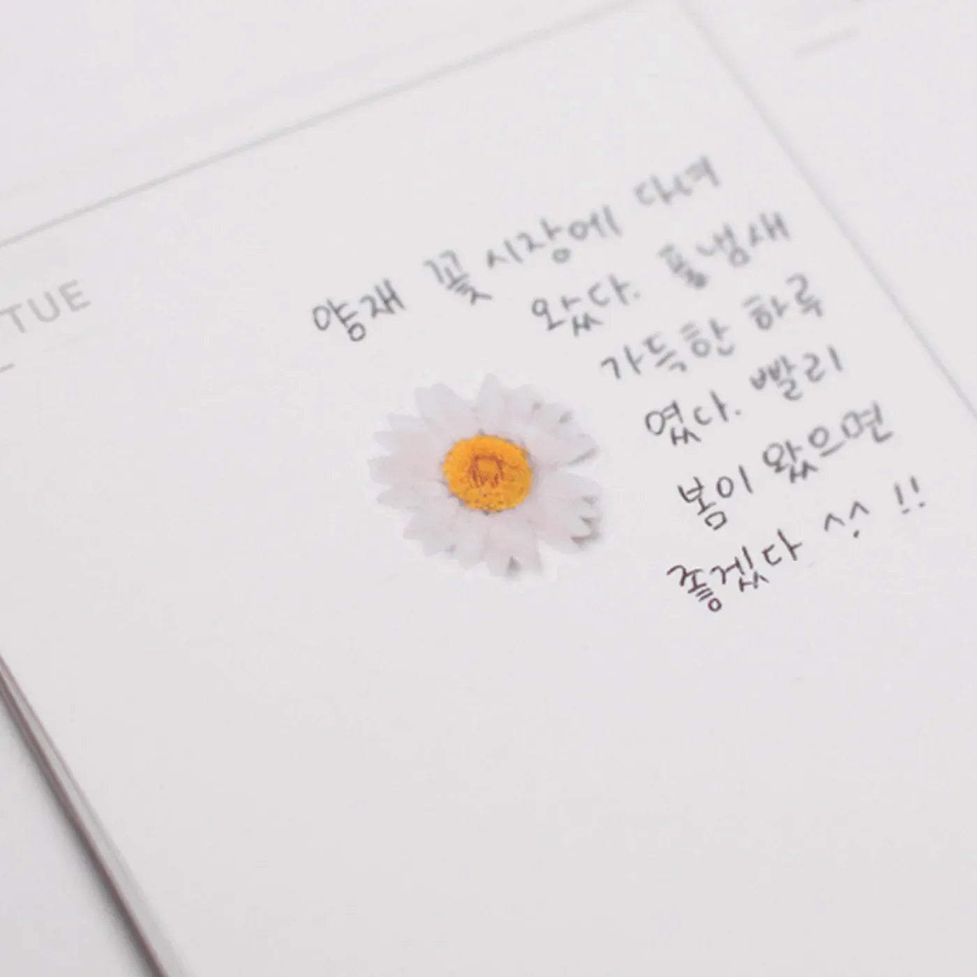 Marguerite Daisy Pressed Flower Sticker Sheet