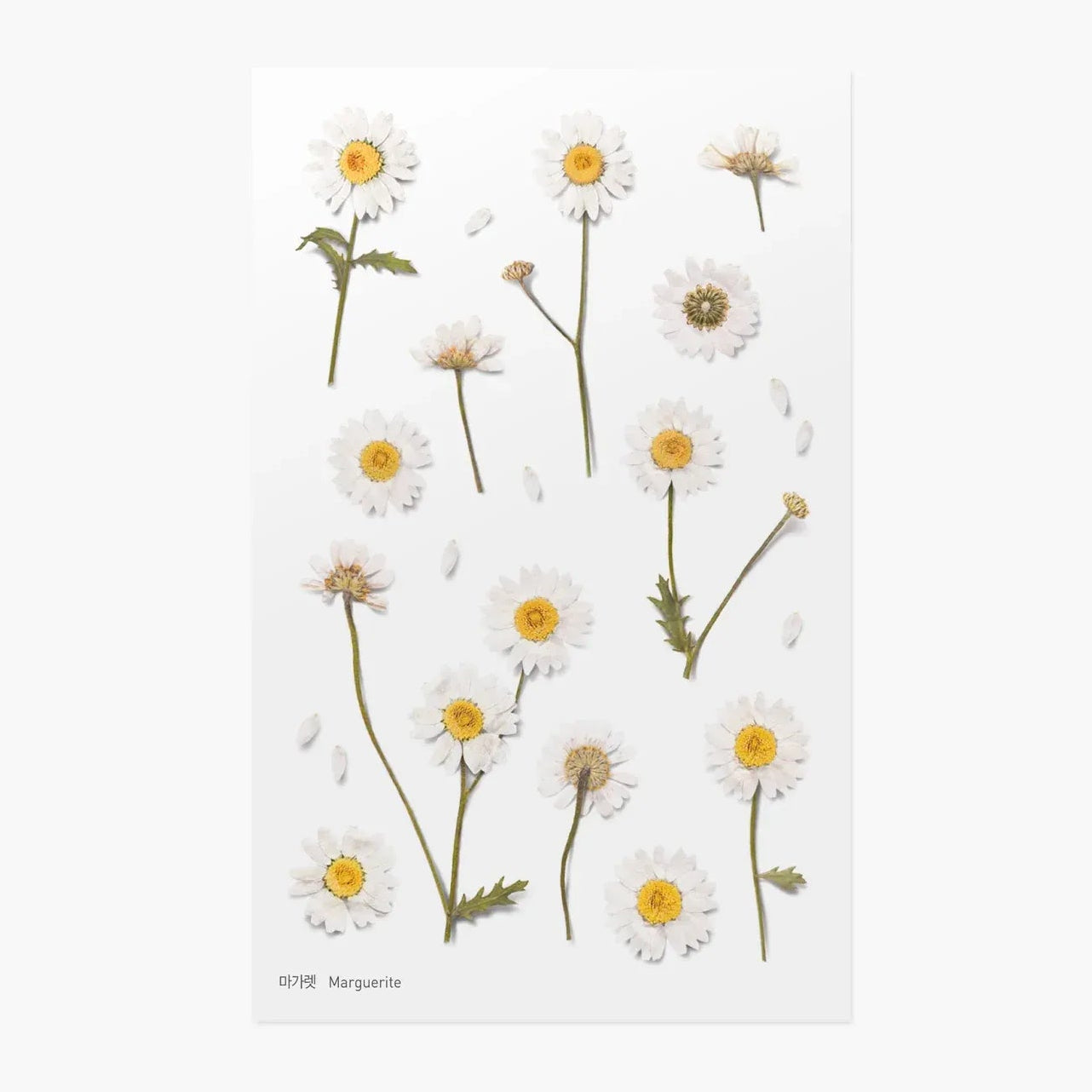 Marguerite Daisy Pressed Flower Sticker Sheet