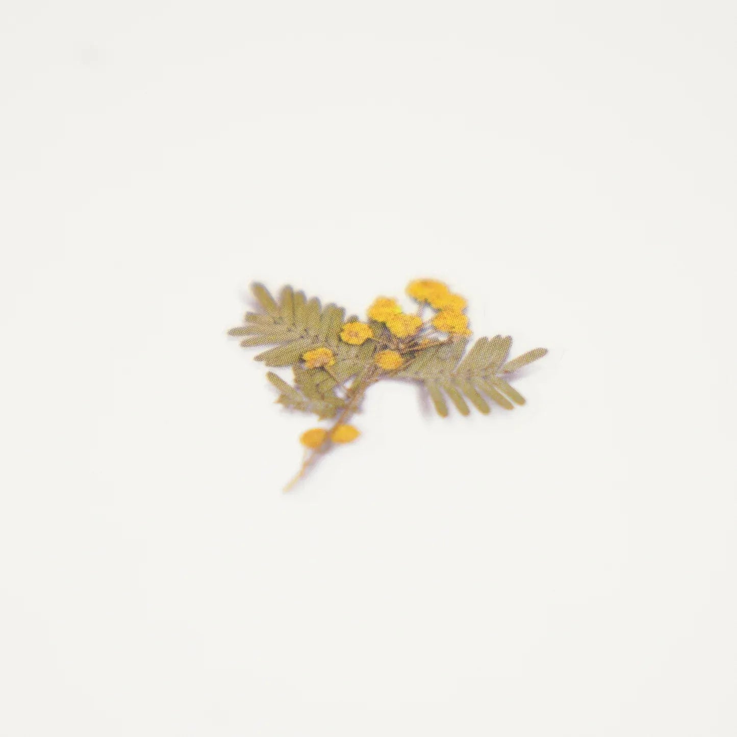 Mimosa Pressed Flower Sticker Sheet