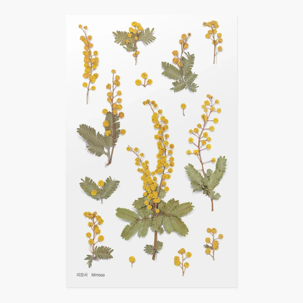 Mimosa Pressed Flower Sticker Sheet
