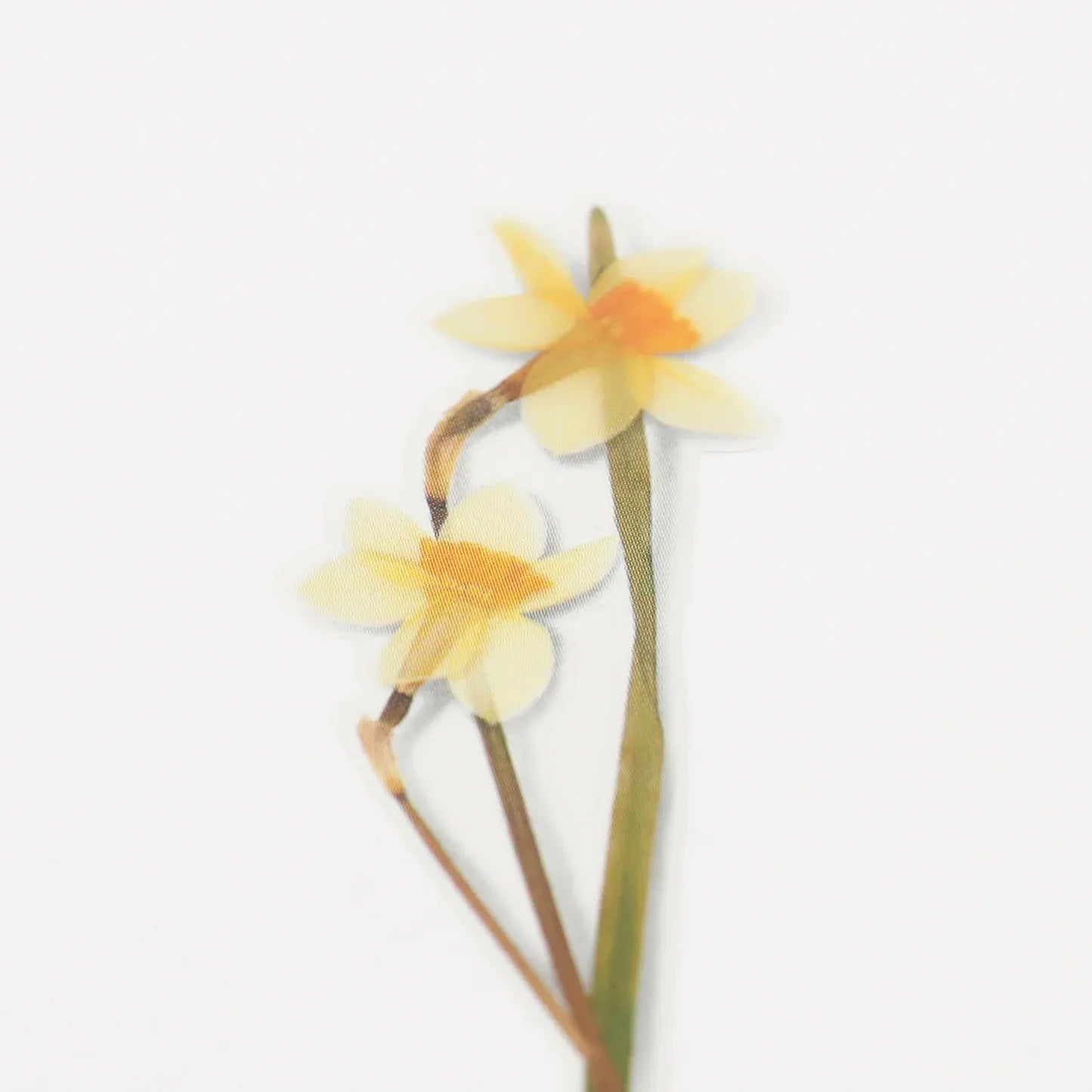 Narcissus Pressed Flower Sticker Sheet