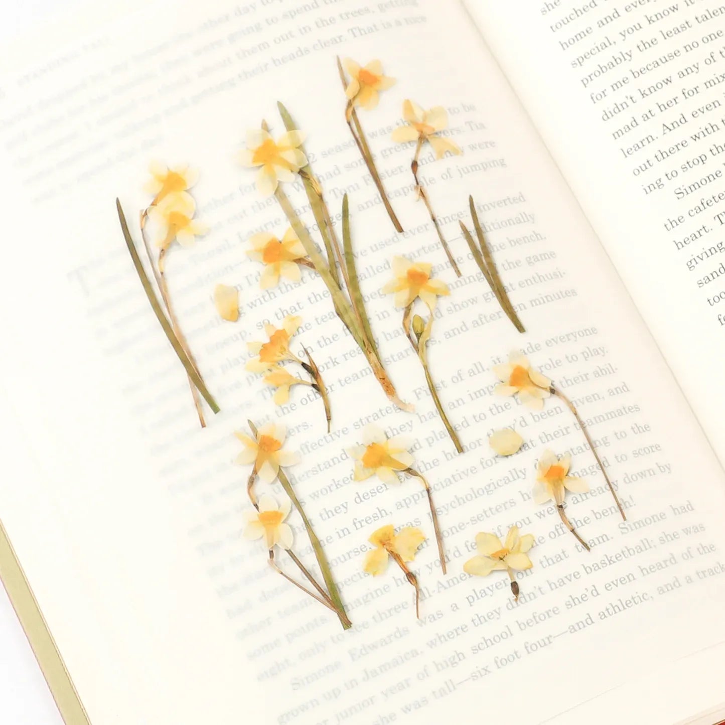 Narcissus Pressed Flower Sticker Sheet
