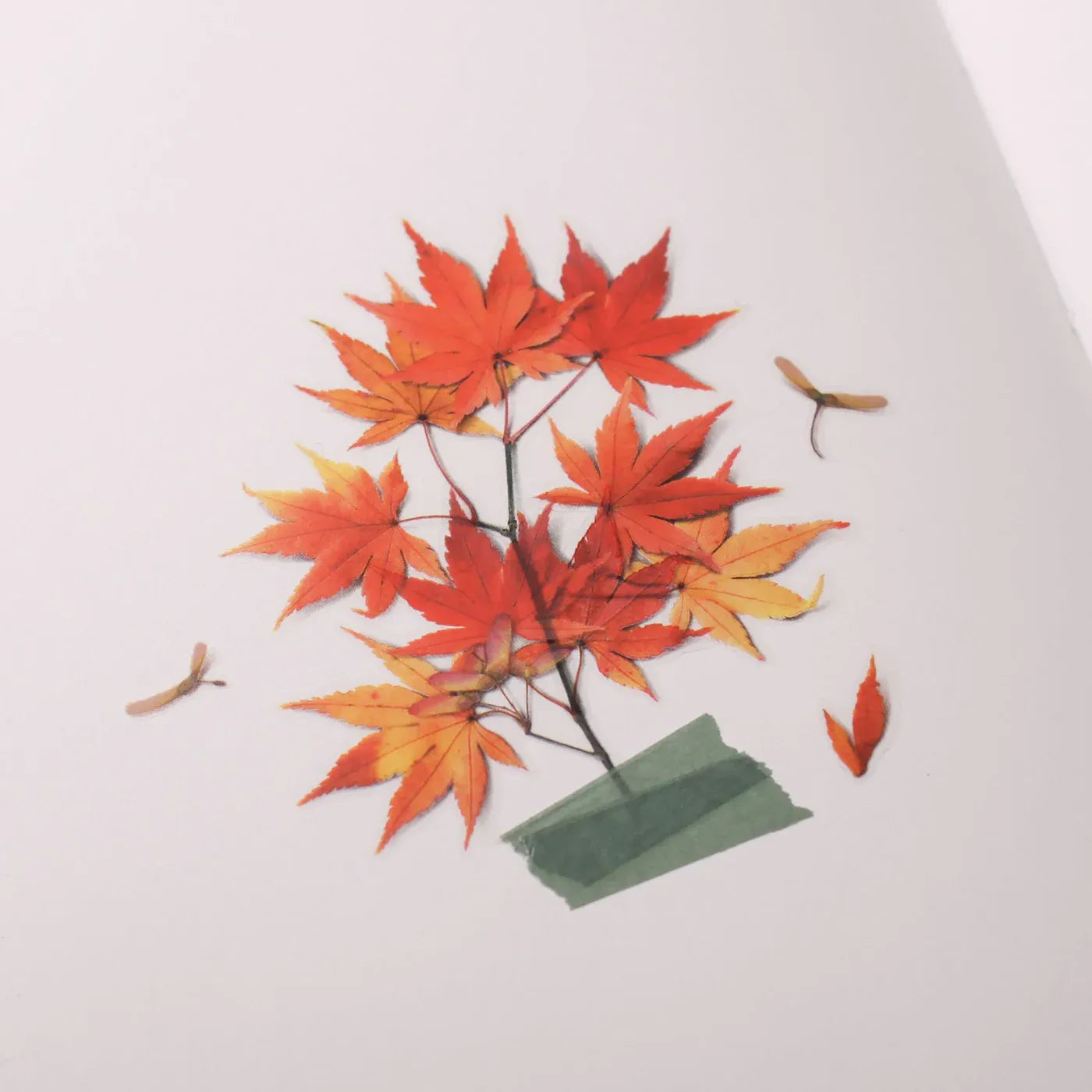 Palmate Maple Pressed Flower Sticker Sheet