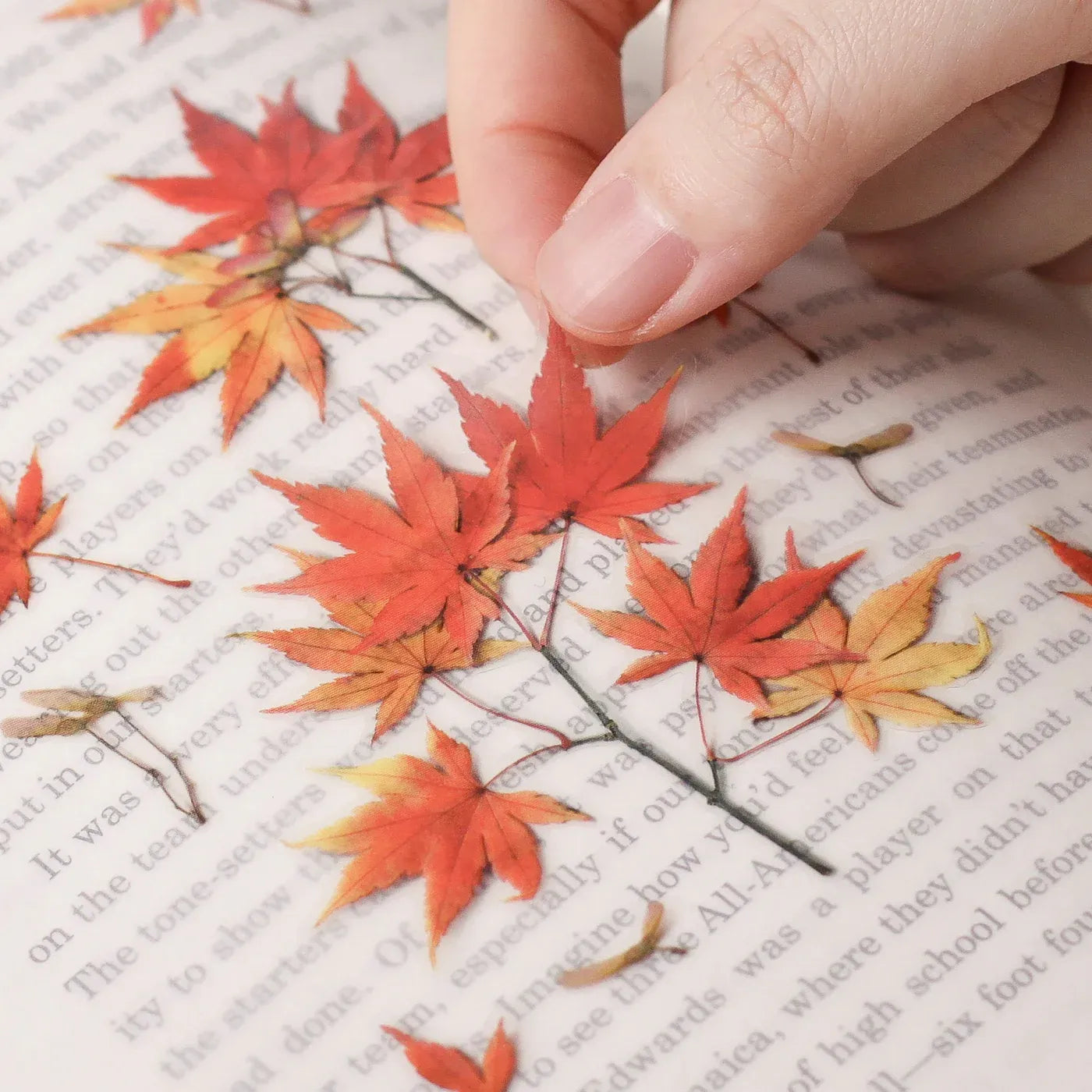 Palmate Maple Pressed Flower Sticker Sheet