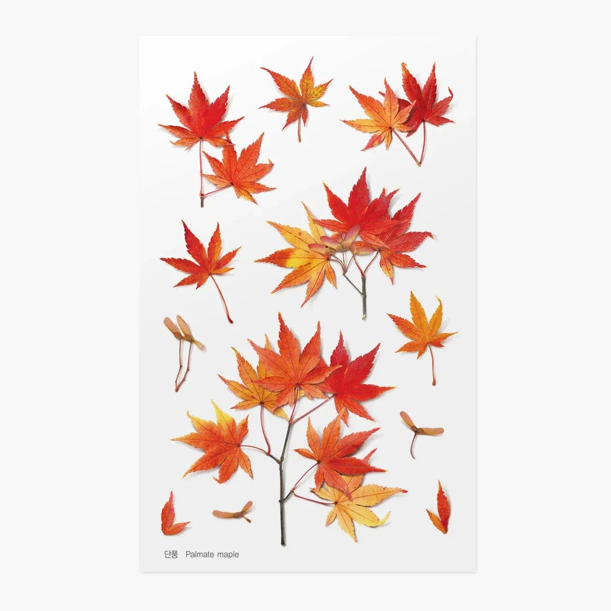 Palmate Maple Pressed Flower Sticker Sheet