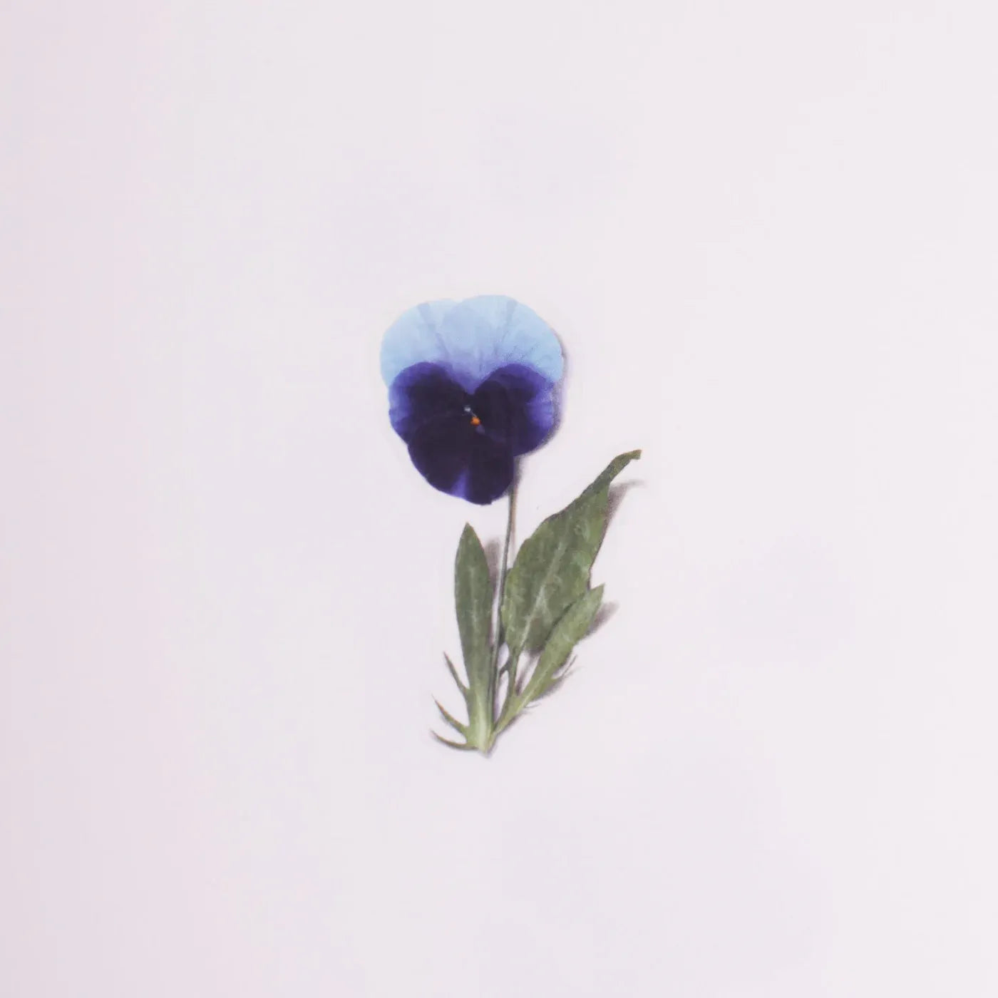 Pansy Pressed Flower Sticker Sheet