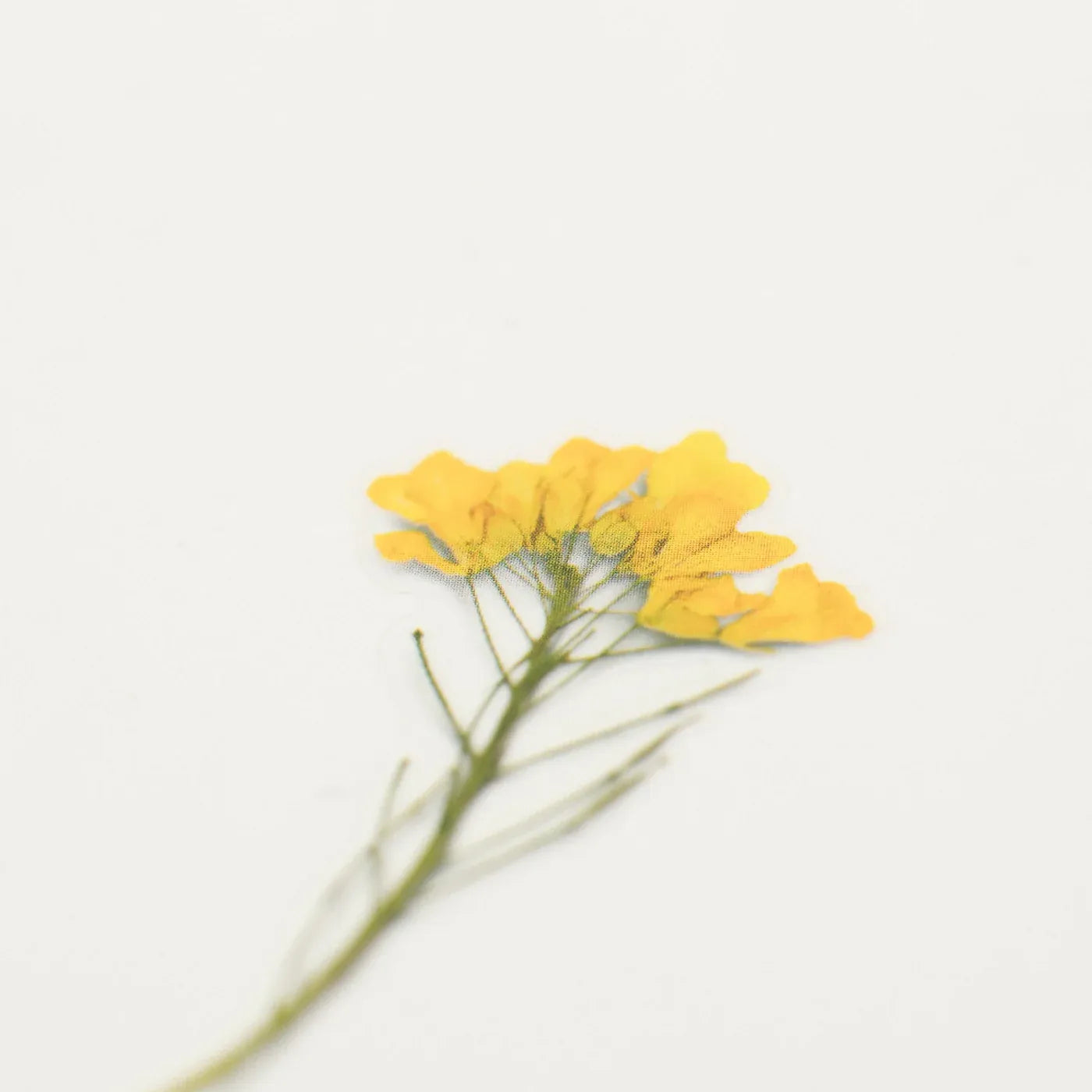 Rapeseed Flower Pressed Flower Sticker Sheet