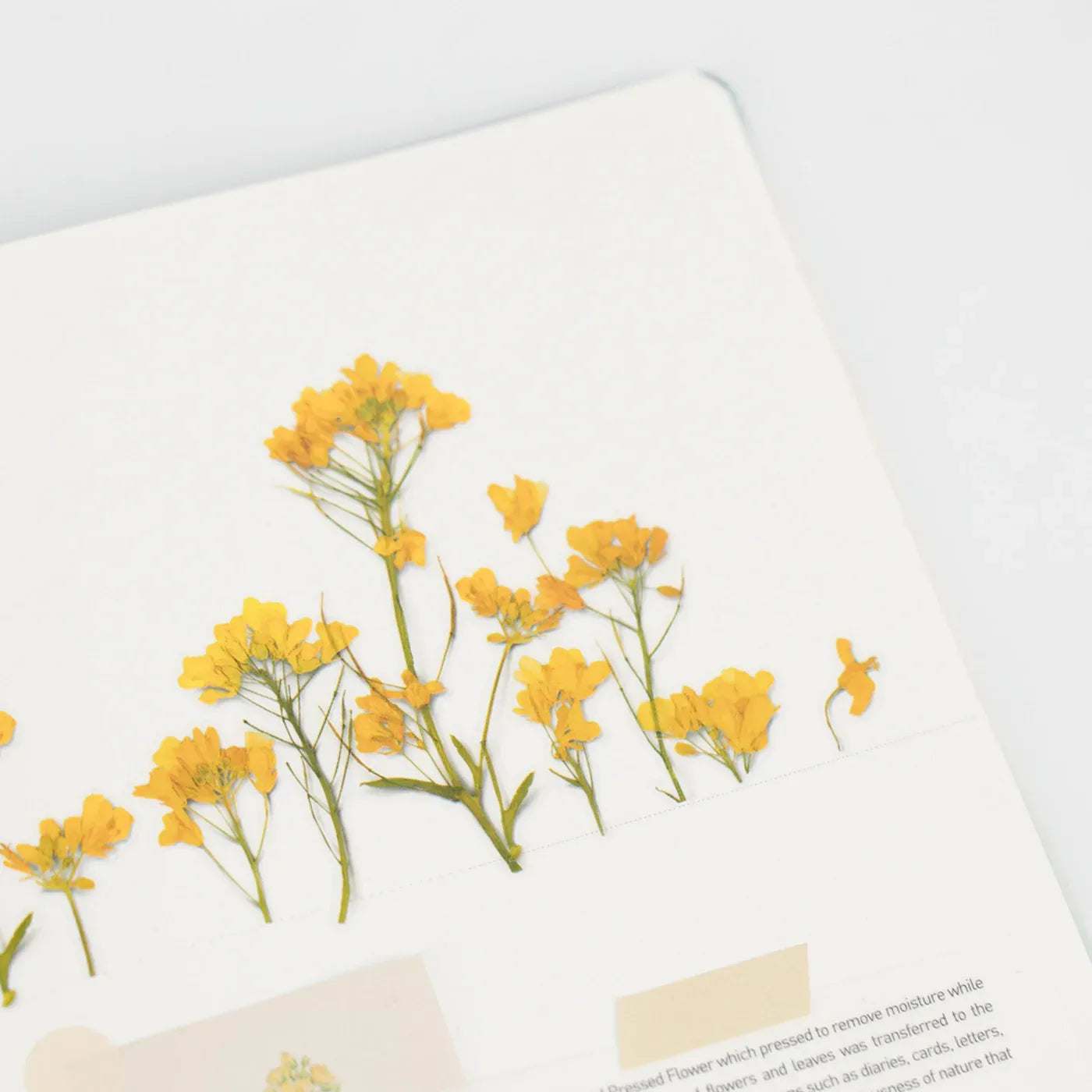 Rapeseed Flower Pressed Flower Sticker Sheet