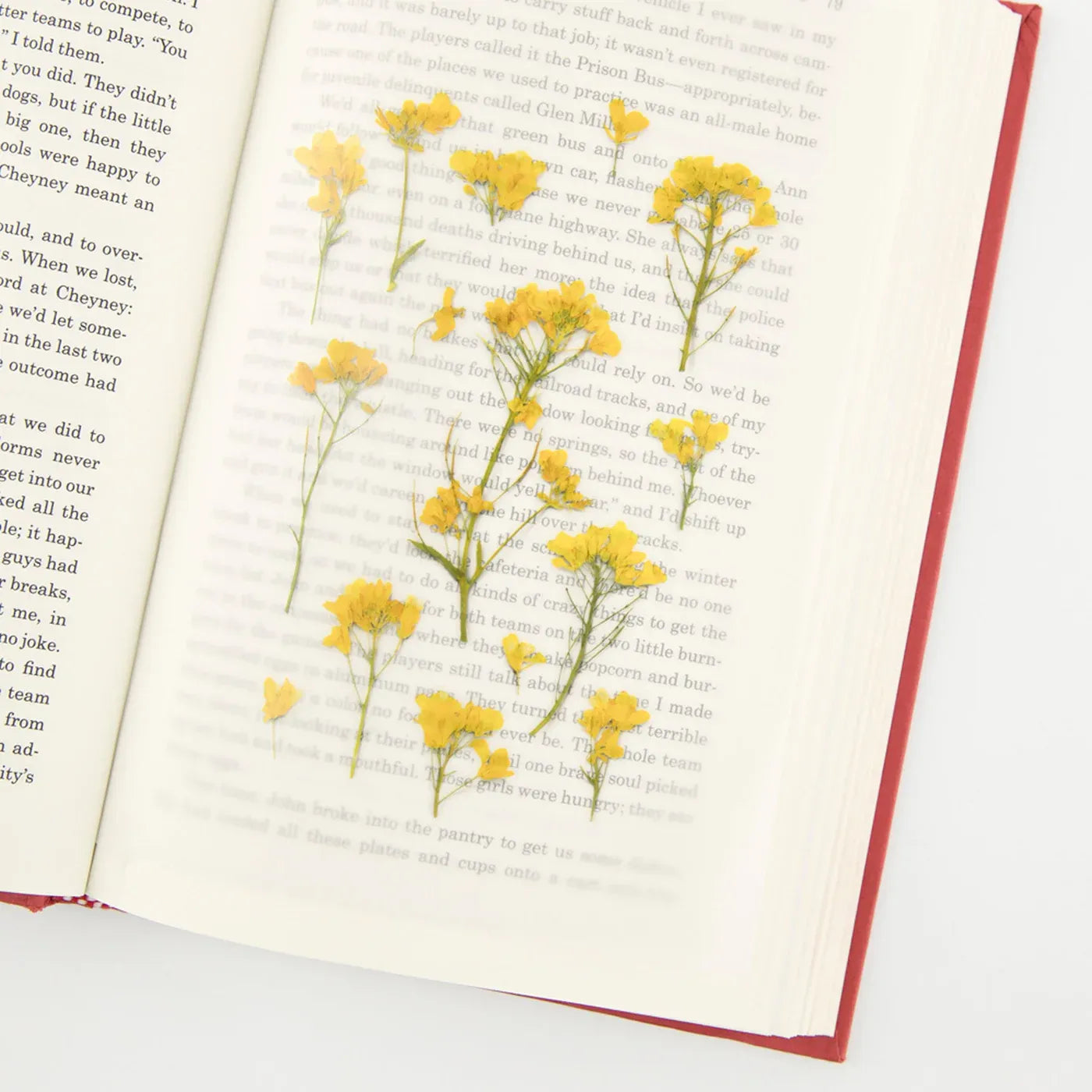 Rapeseed Flower Pressed Flower Sticker Sheet