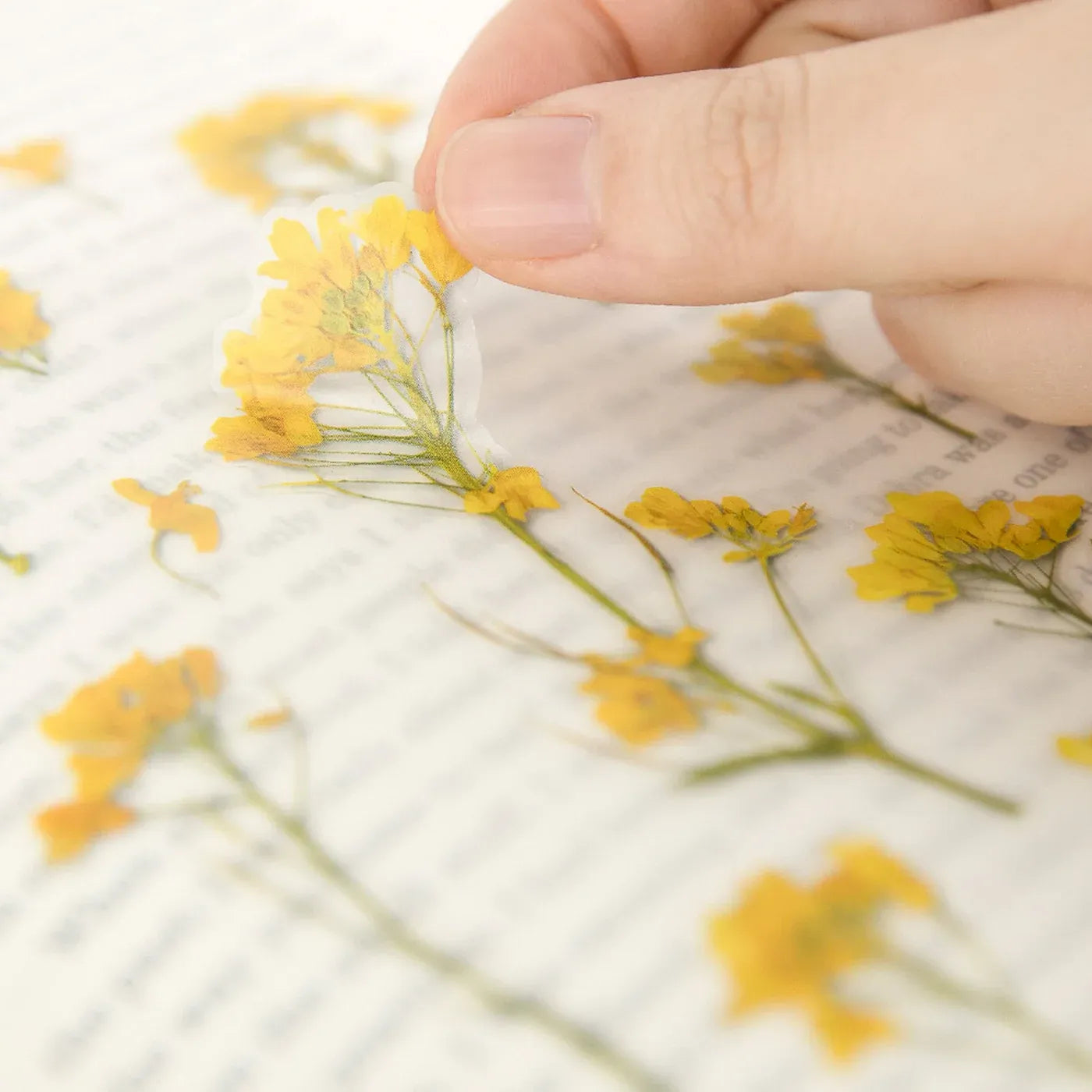 Rapeseed Flower Pressed Flower Sticker Sheet