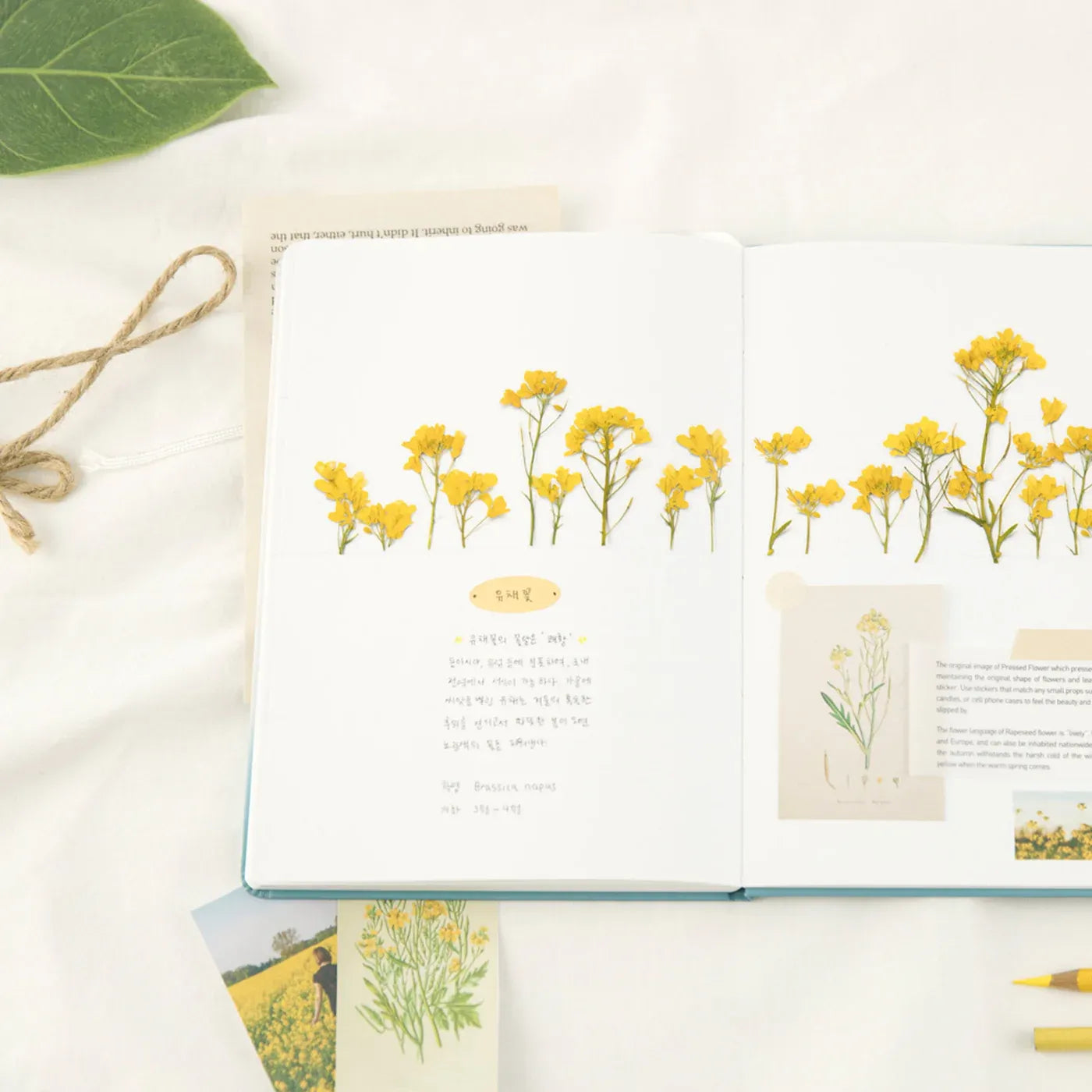 Rapeseed Flower Pressed Flower Sticker Sheet