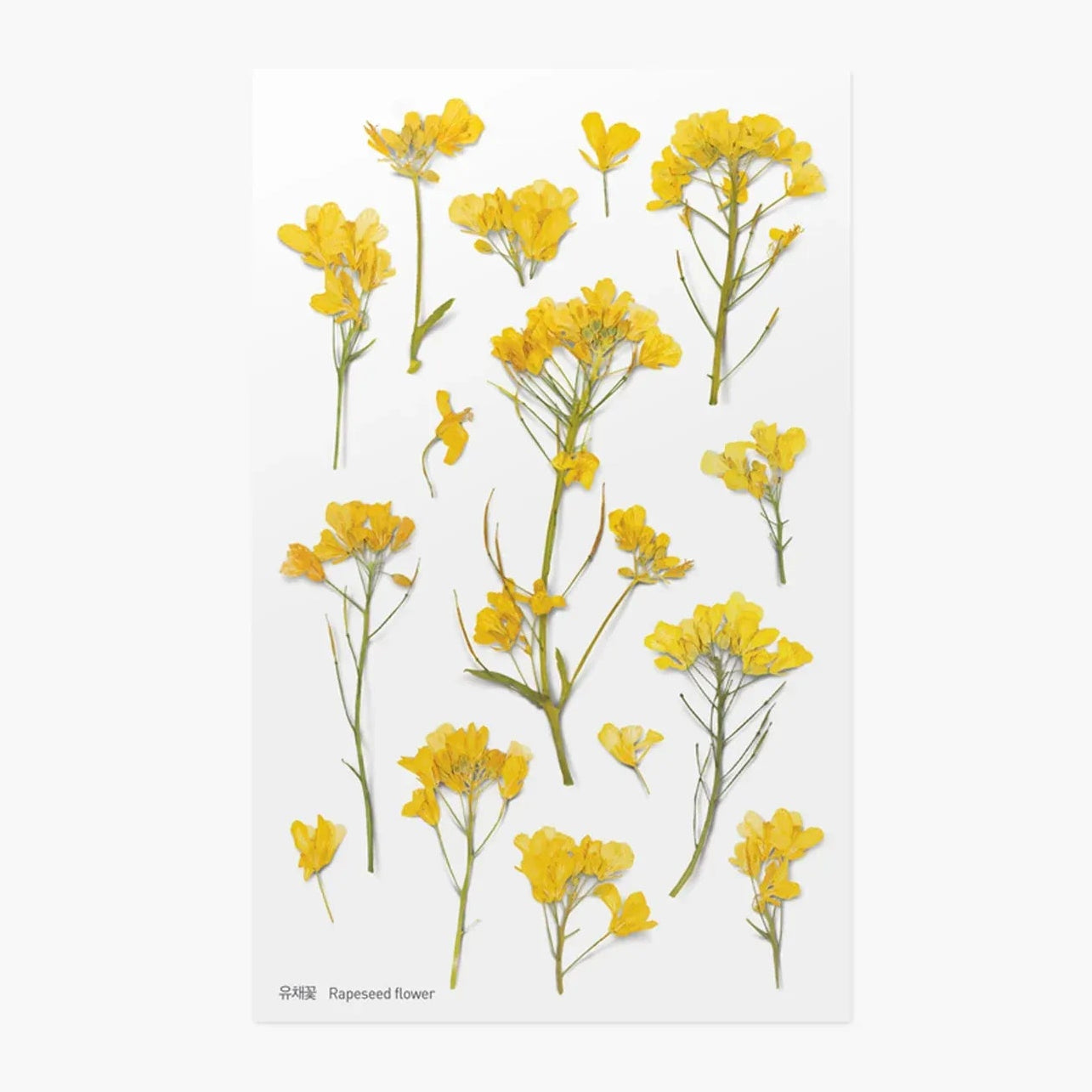 Rapeseed Flower Pressed Flower Sticker Sheet