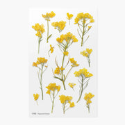 Rapeseed Flower Pressed Flower Sticker Sheet