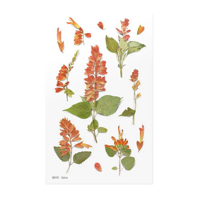 Salvia Pressed Flower Sticker Sheet