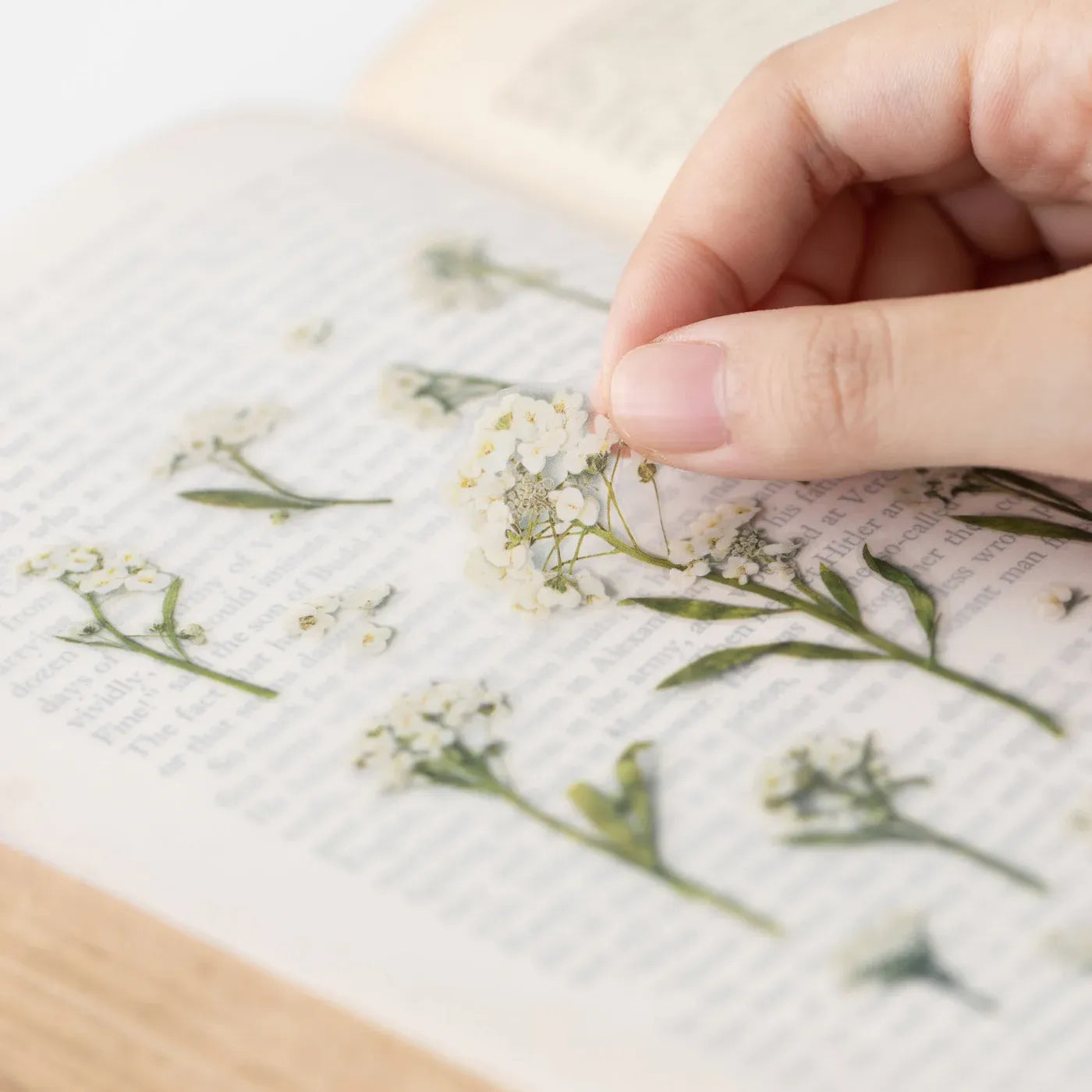 Sweet Alyssum Pressed Flower Sticker Sheet