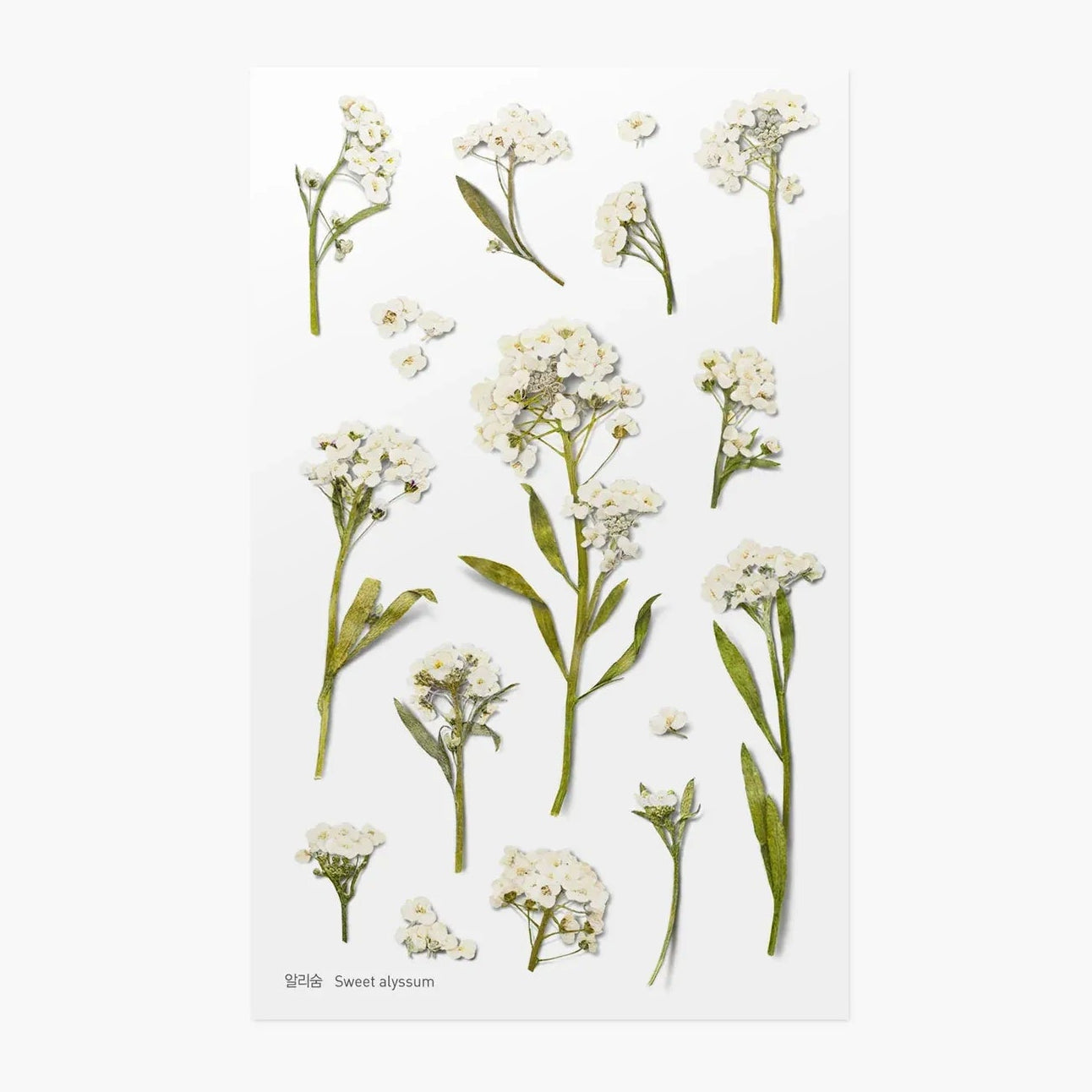Sweet Alyssum Pressed Flower Sticker Sheet