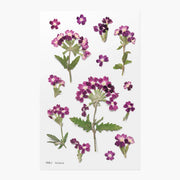 Pressed flowers with purple and pink blossoms on a white background
